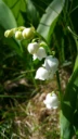 : Convallaria majalis.