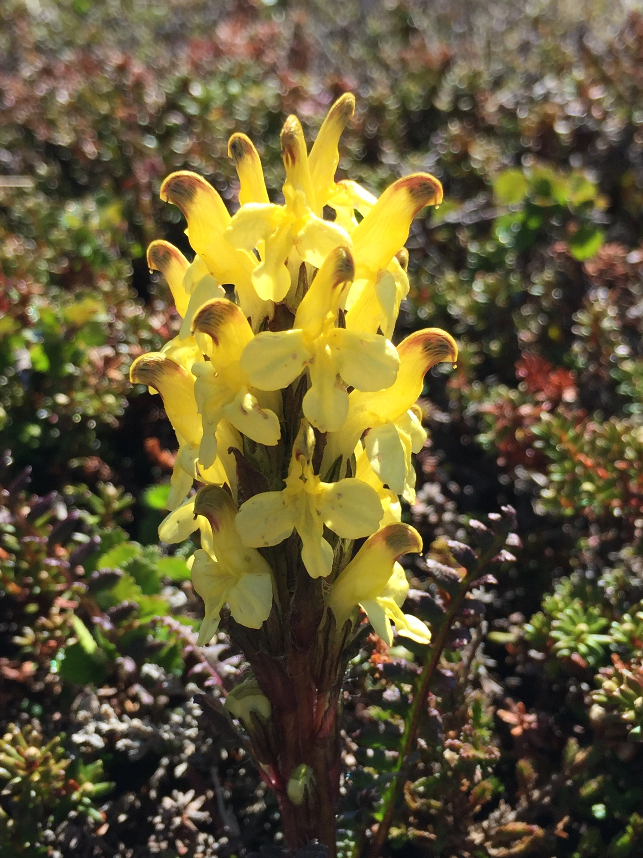 : Pedicularis oederi.