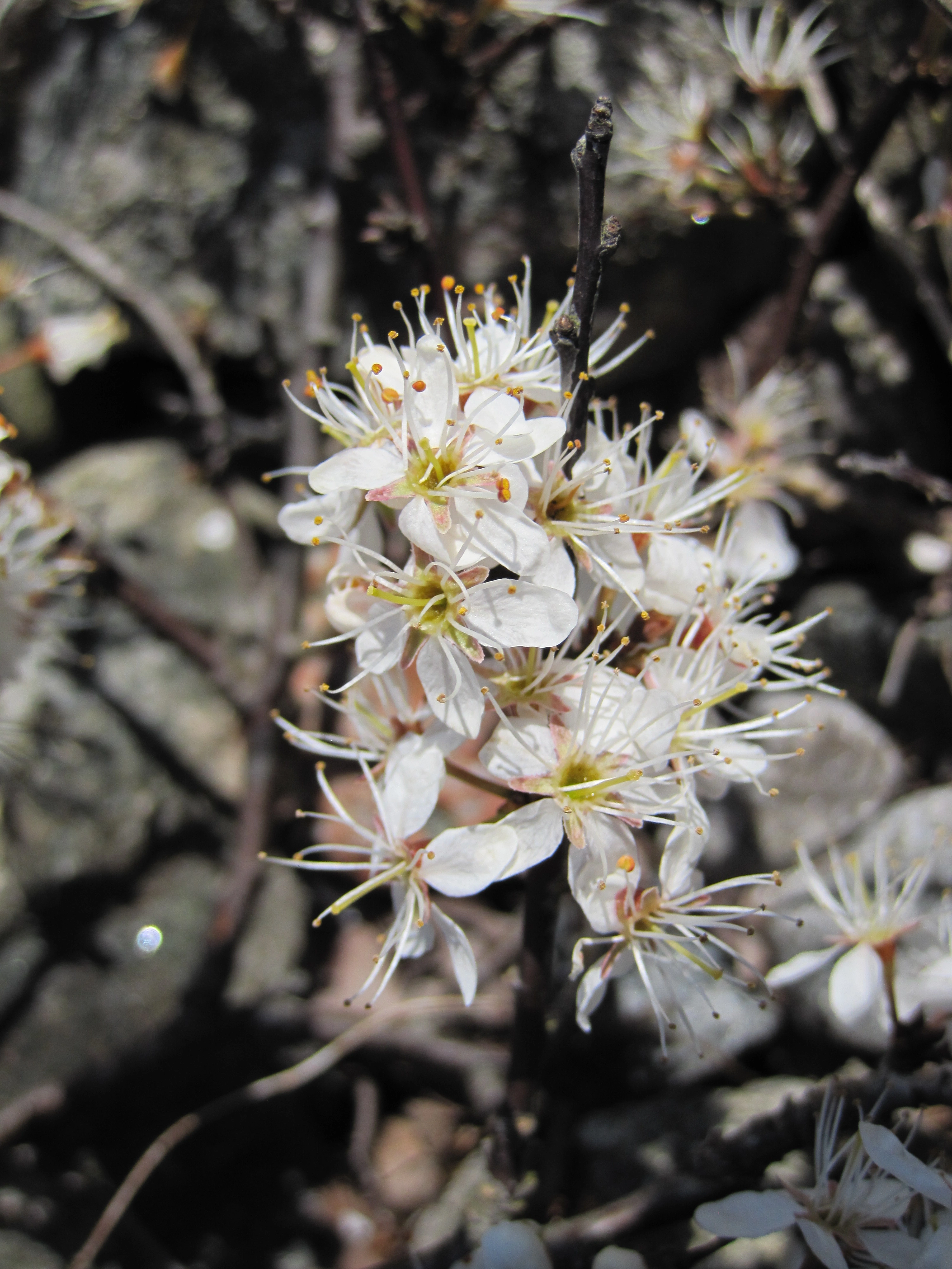 : Prunus spinosa.