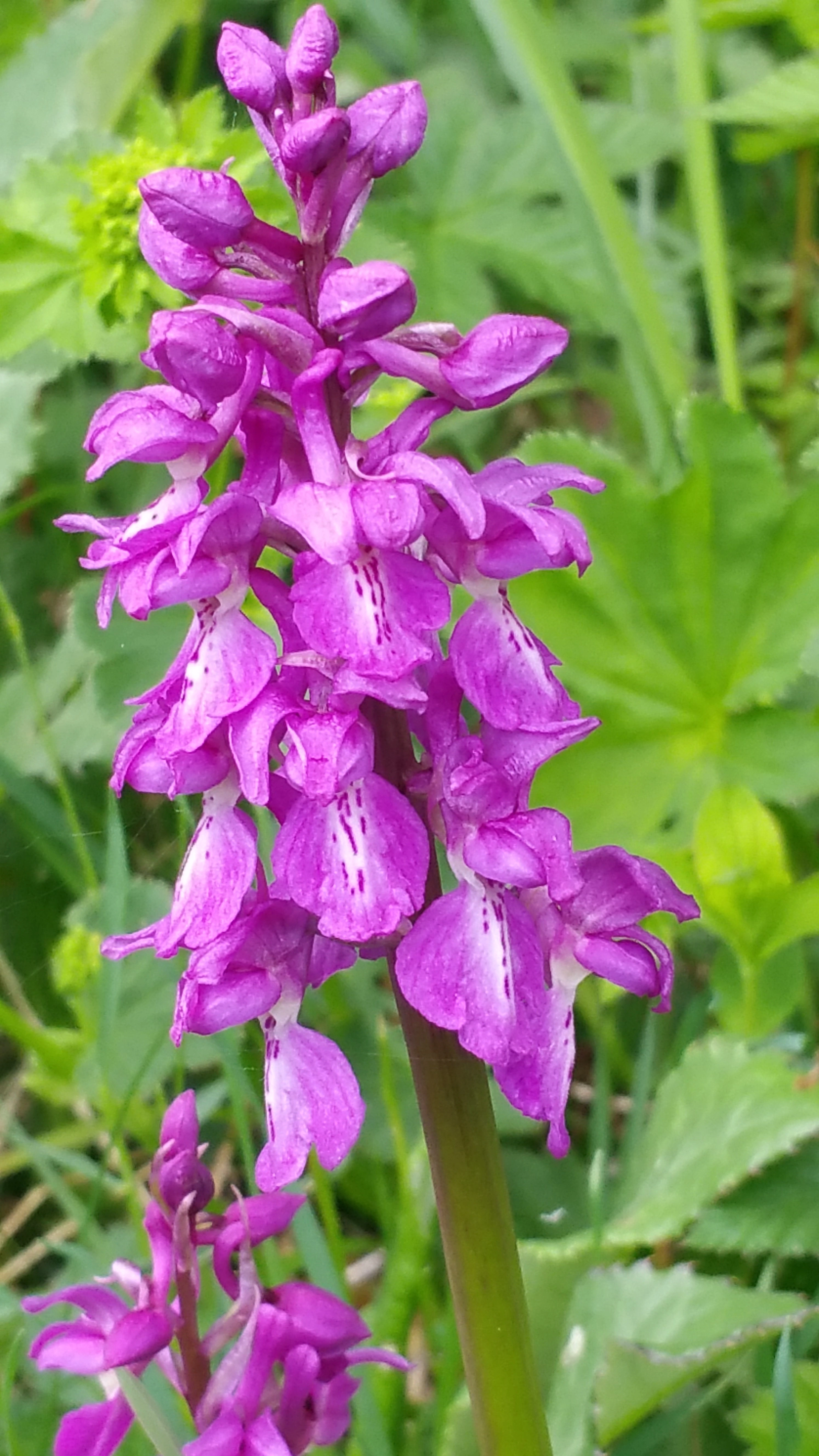 : Orchis mascula.