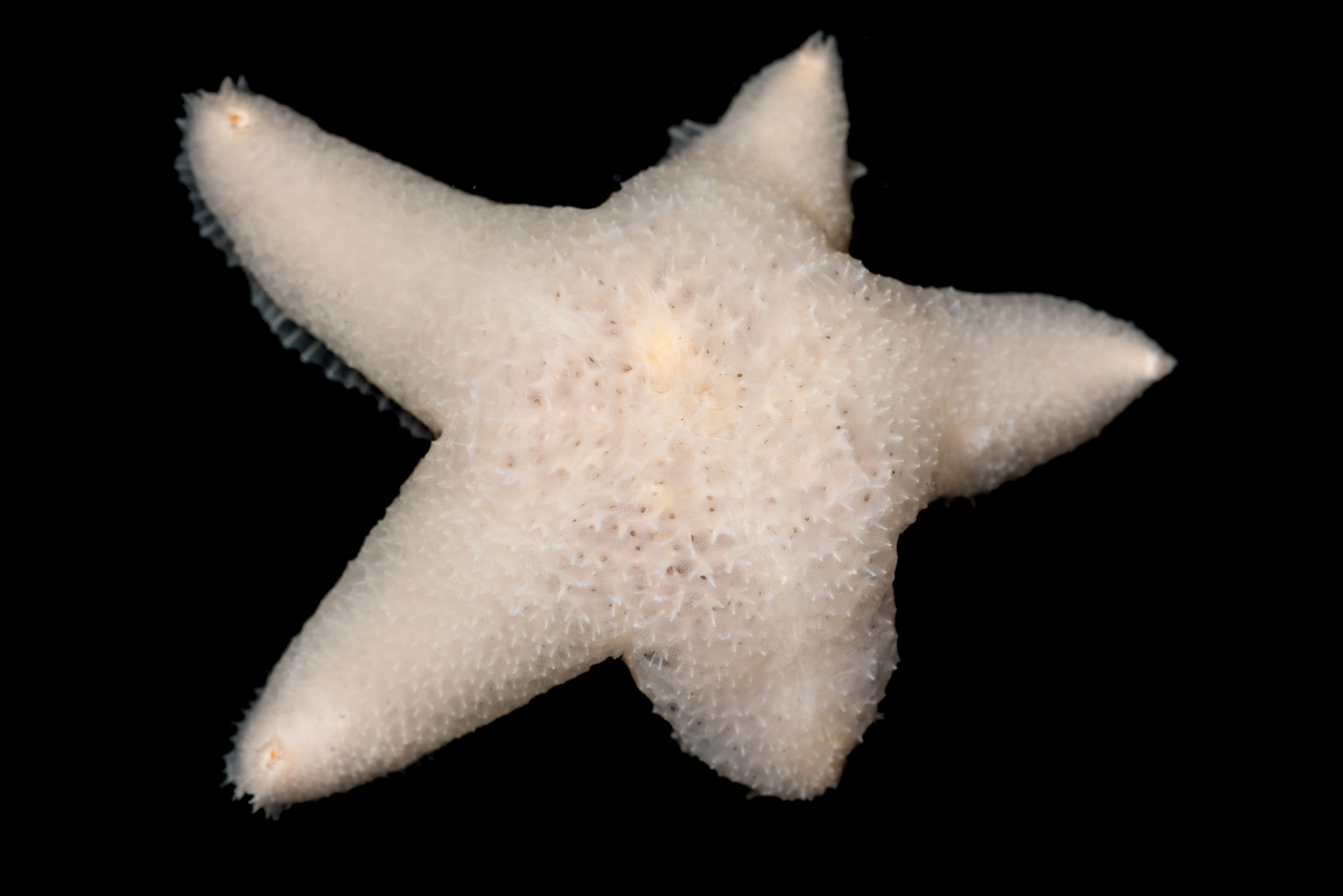 : Pteraster militaris.