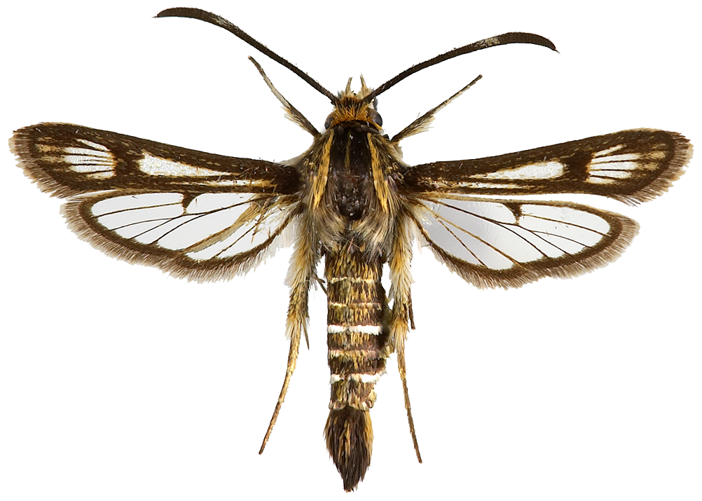 : Pyropteron muscaeformis.