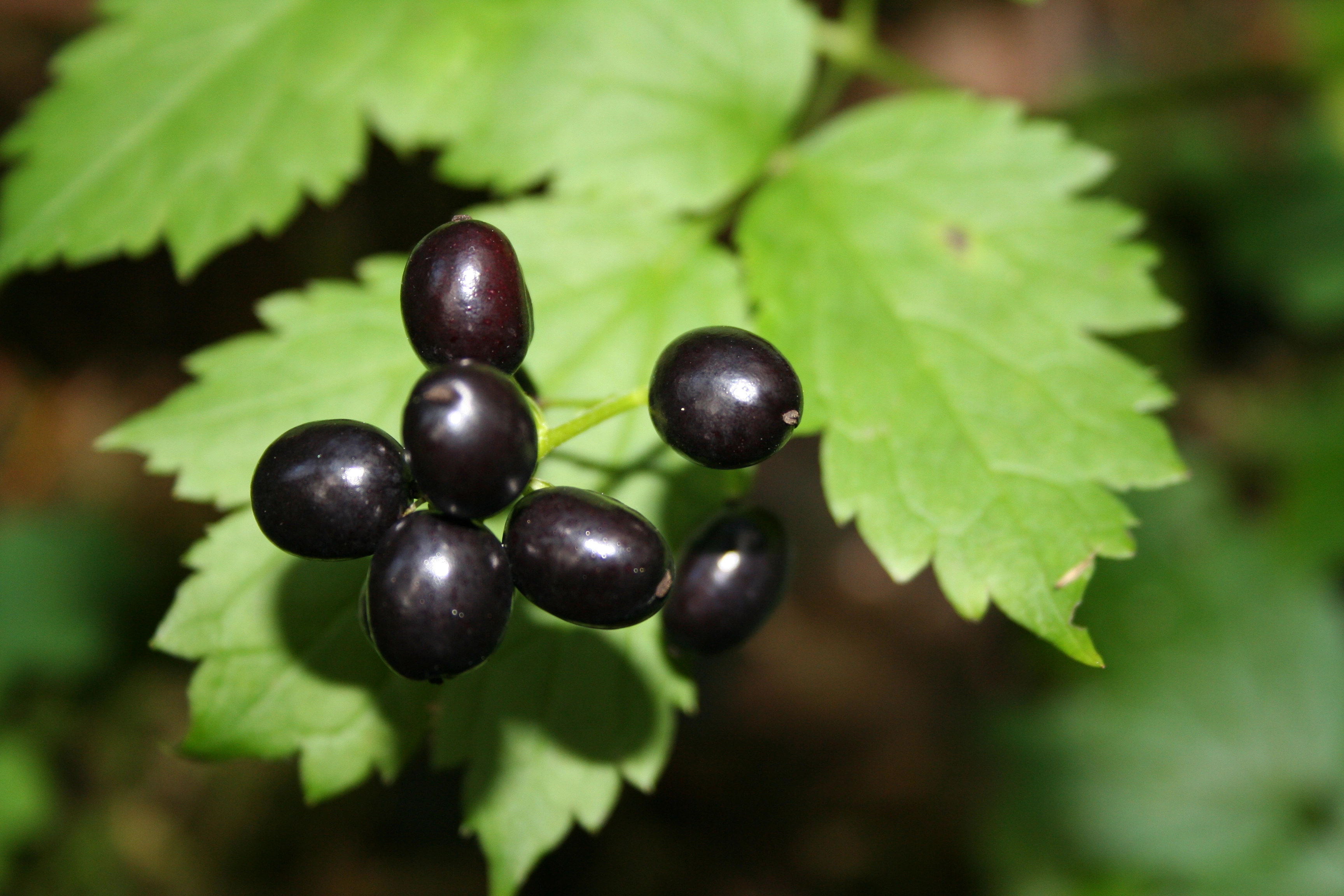 : Actaea spicata.