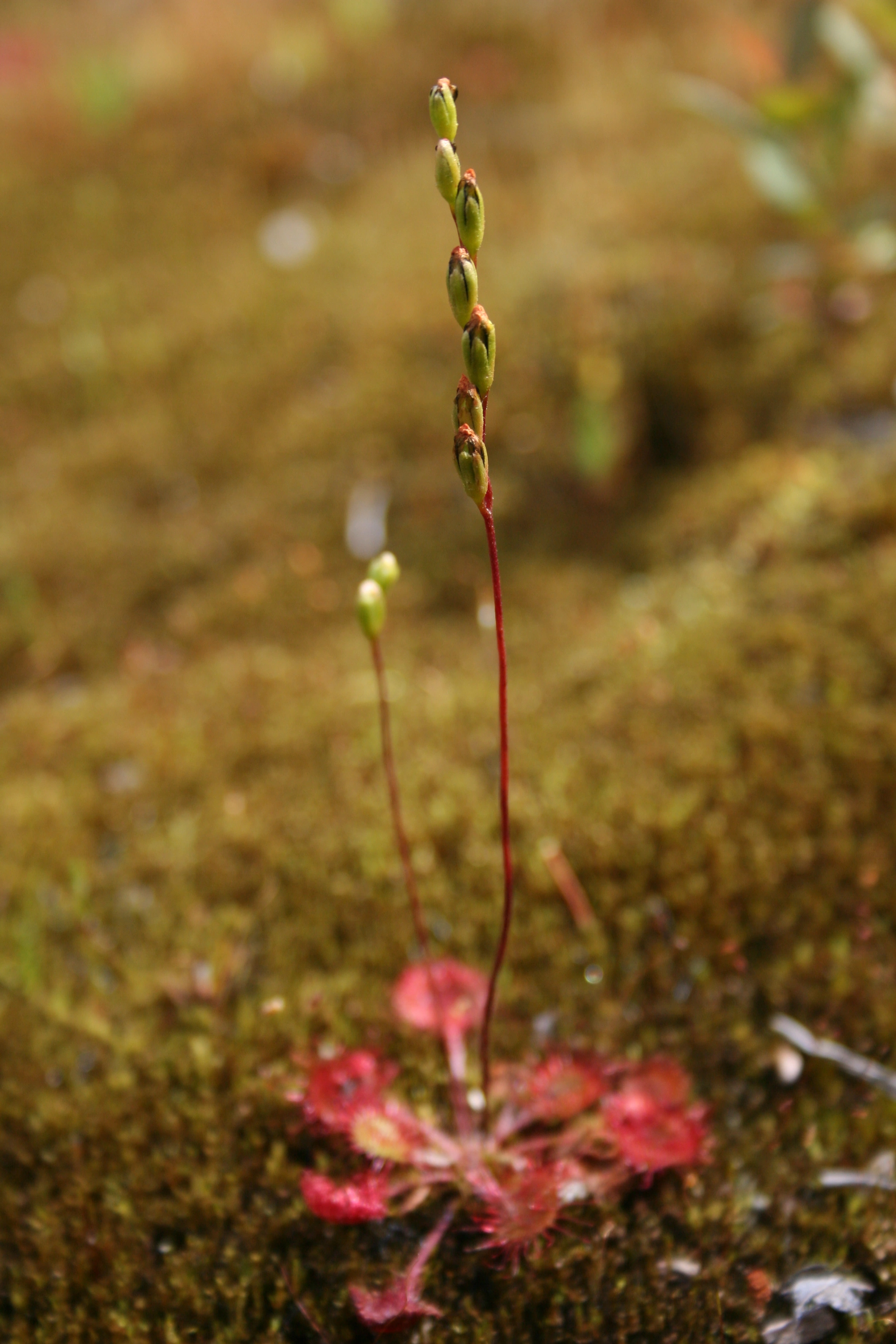 : Drosera rotundifolia.