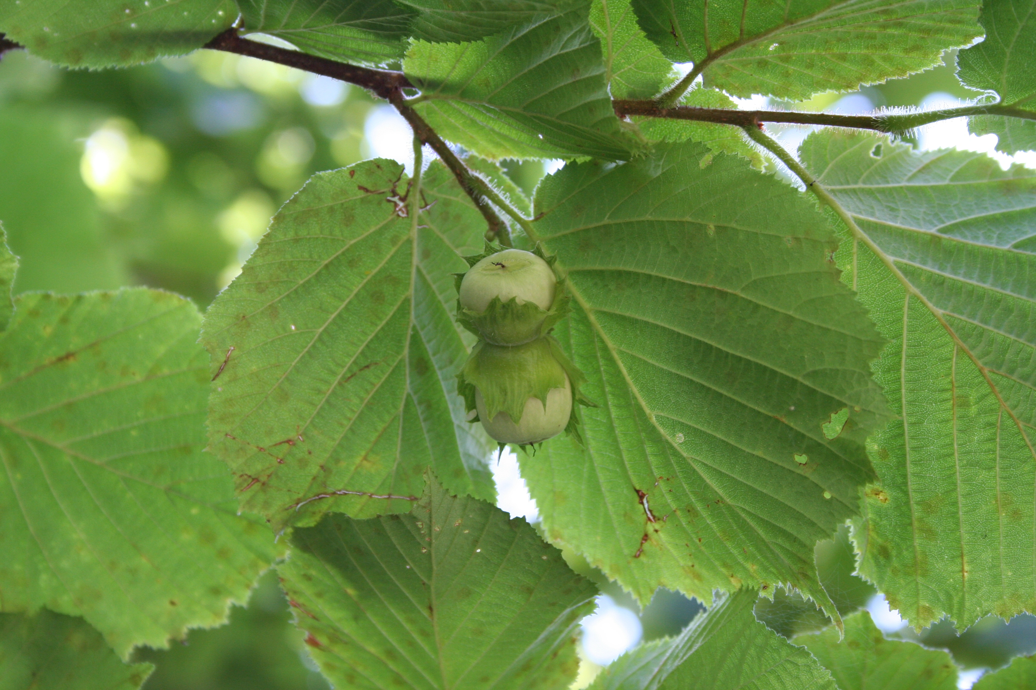 : Corylus avellana.