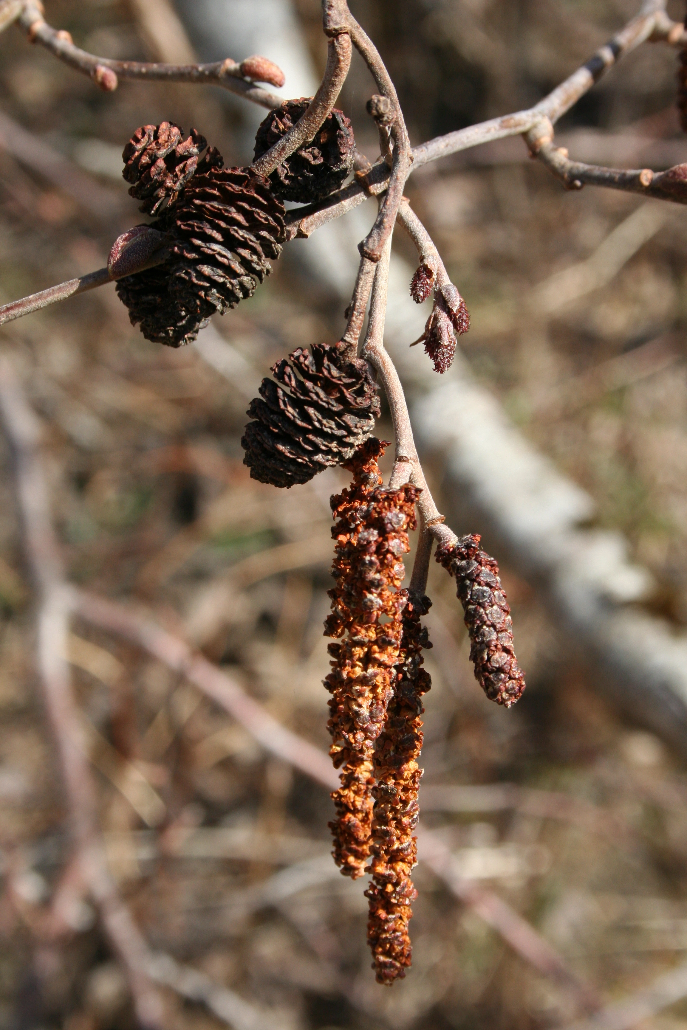 : Alnus incana.