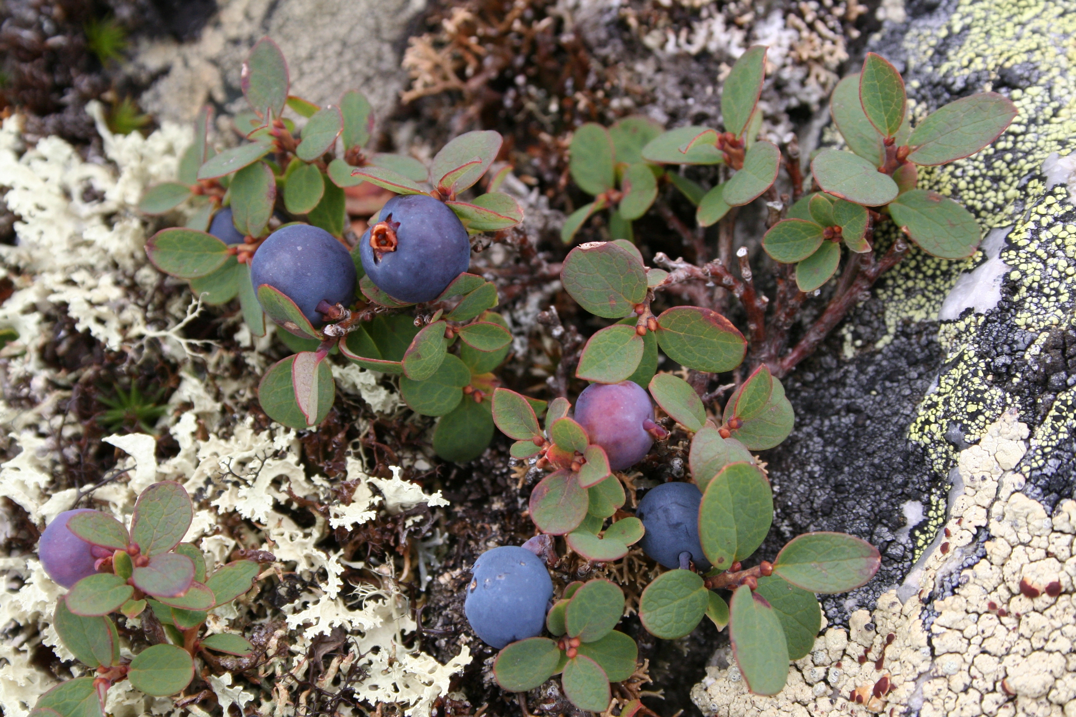 : Vaccinium uliginosum.