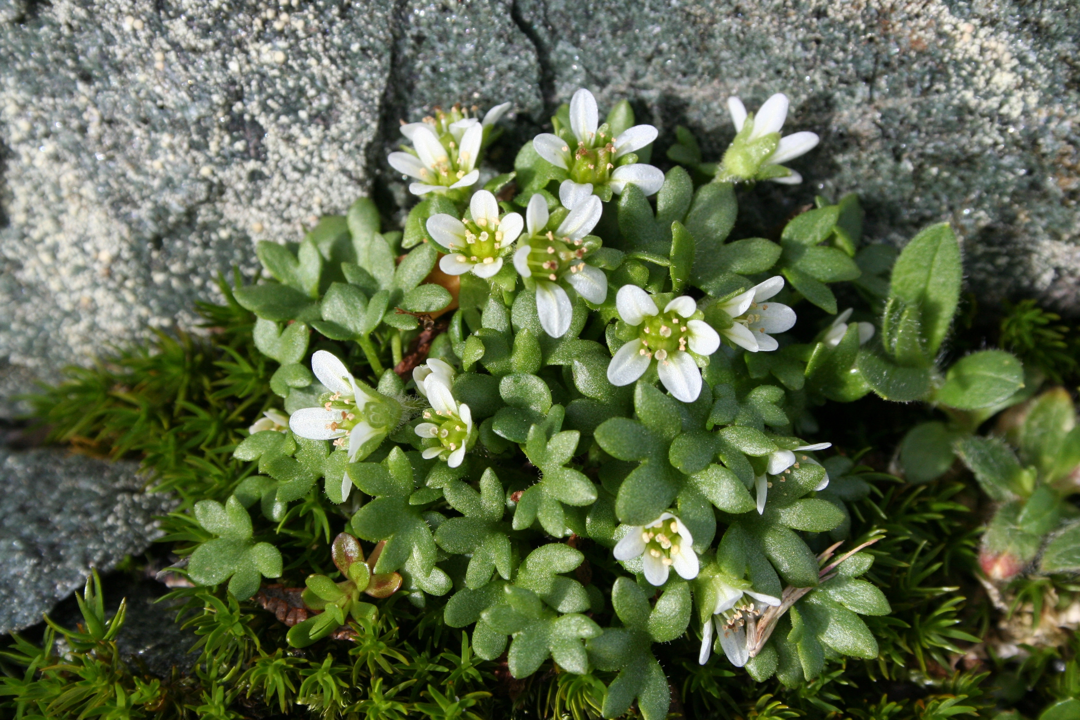 : Saxifraga rivularis.