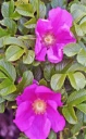 : Rosa rugosa.