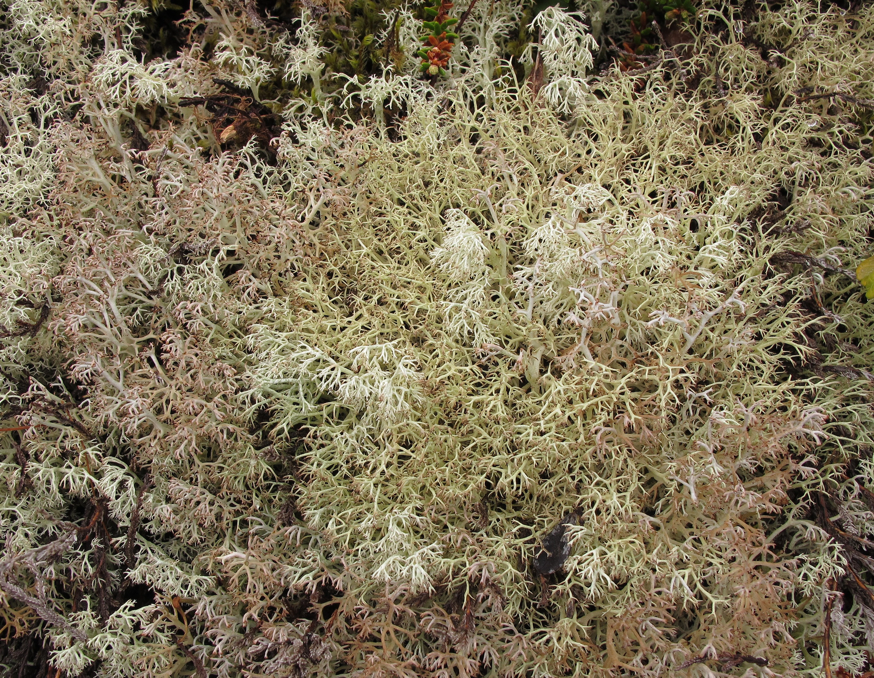 : Cladonia ciliata. : Cladonia mitis. : Cladonia stygia.