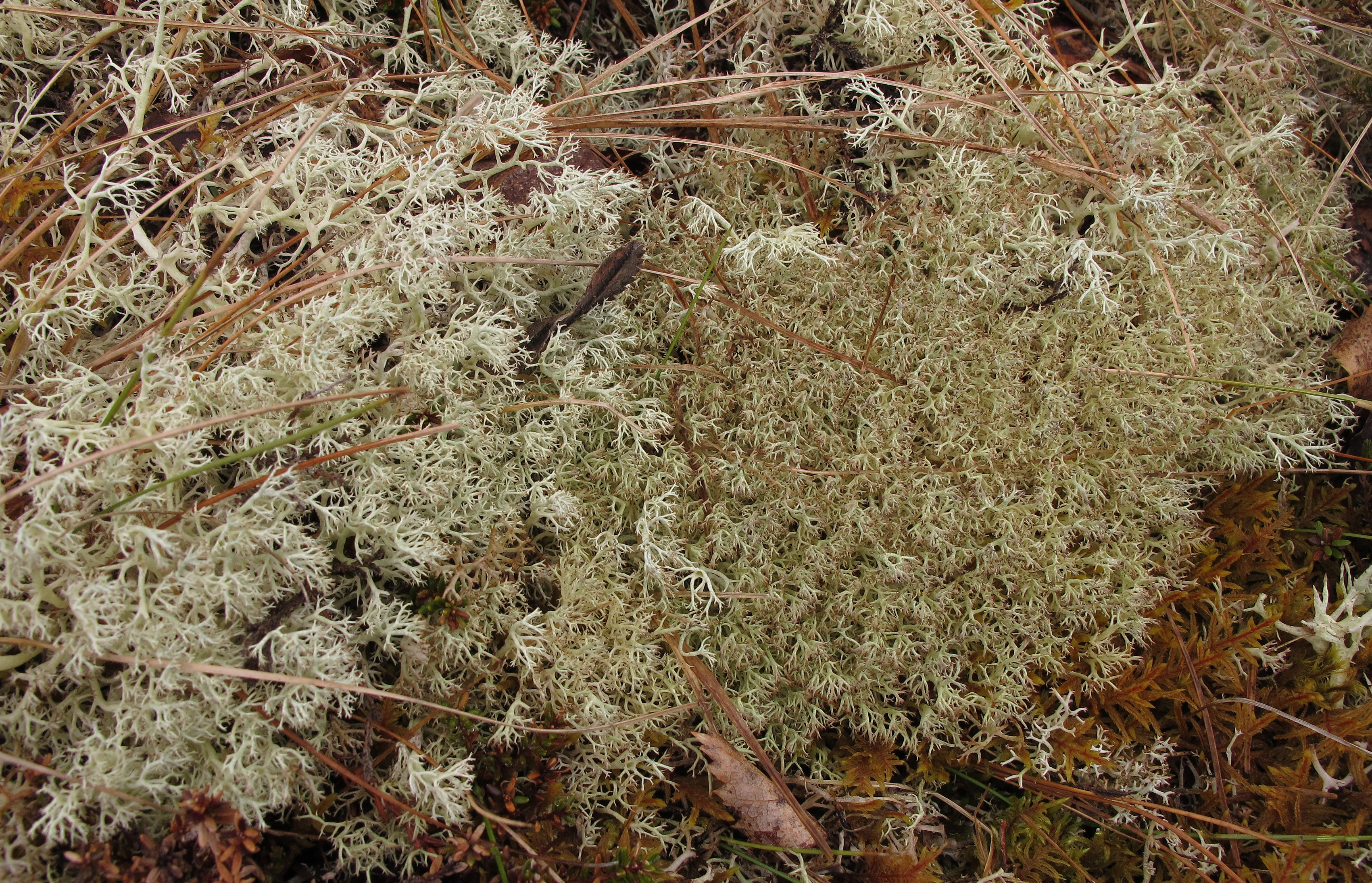 : Cladonia ciliata. : Cladonia mitis.