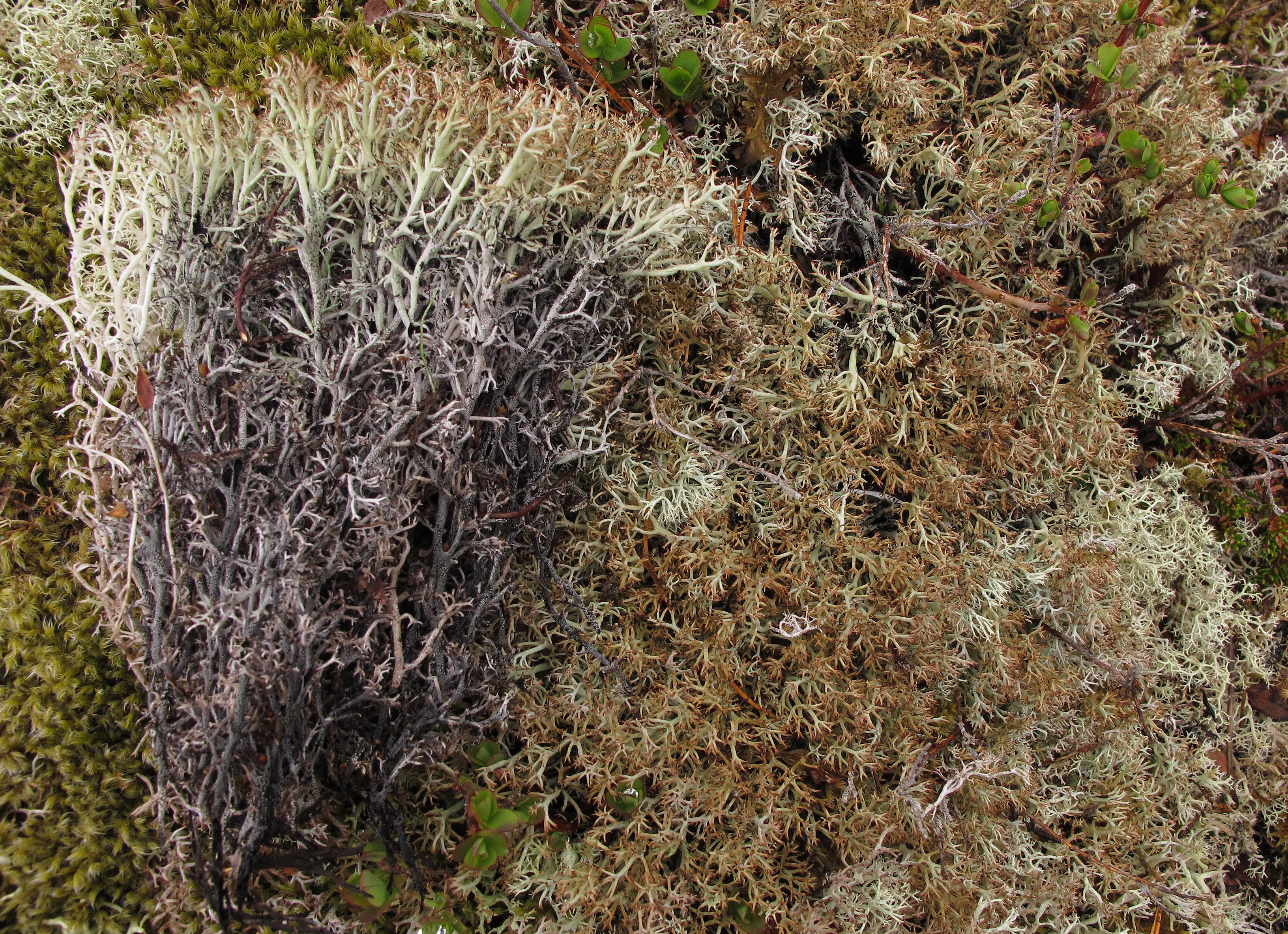 : Cladonia stygia.