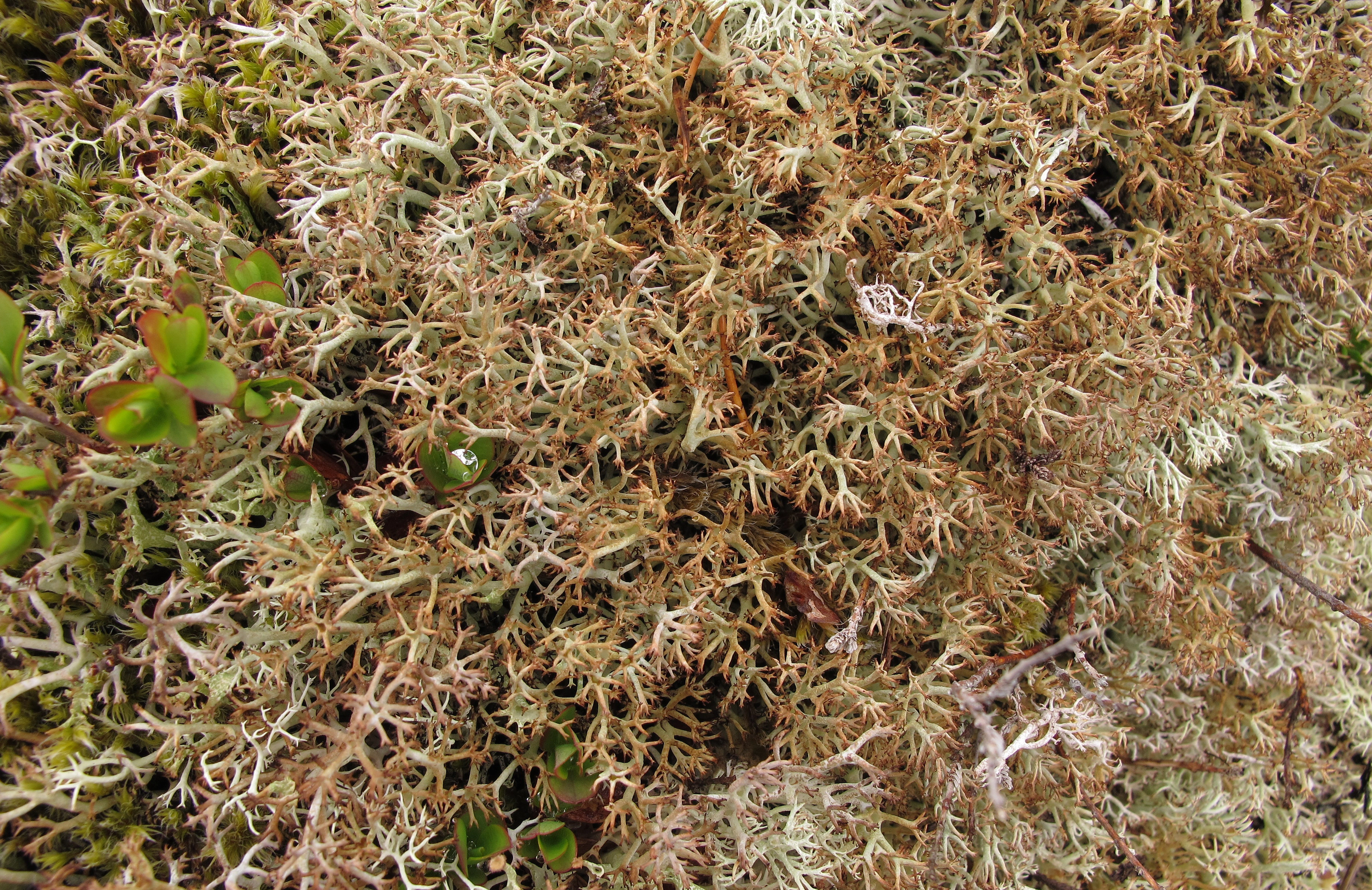 : Cladonia stygia.