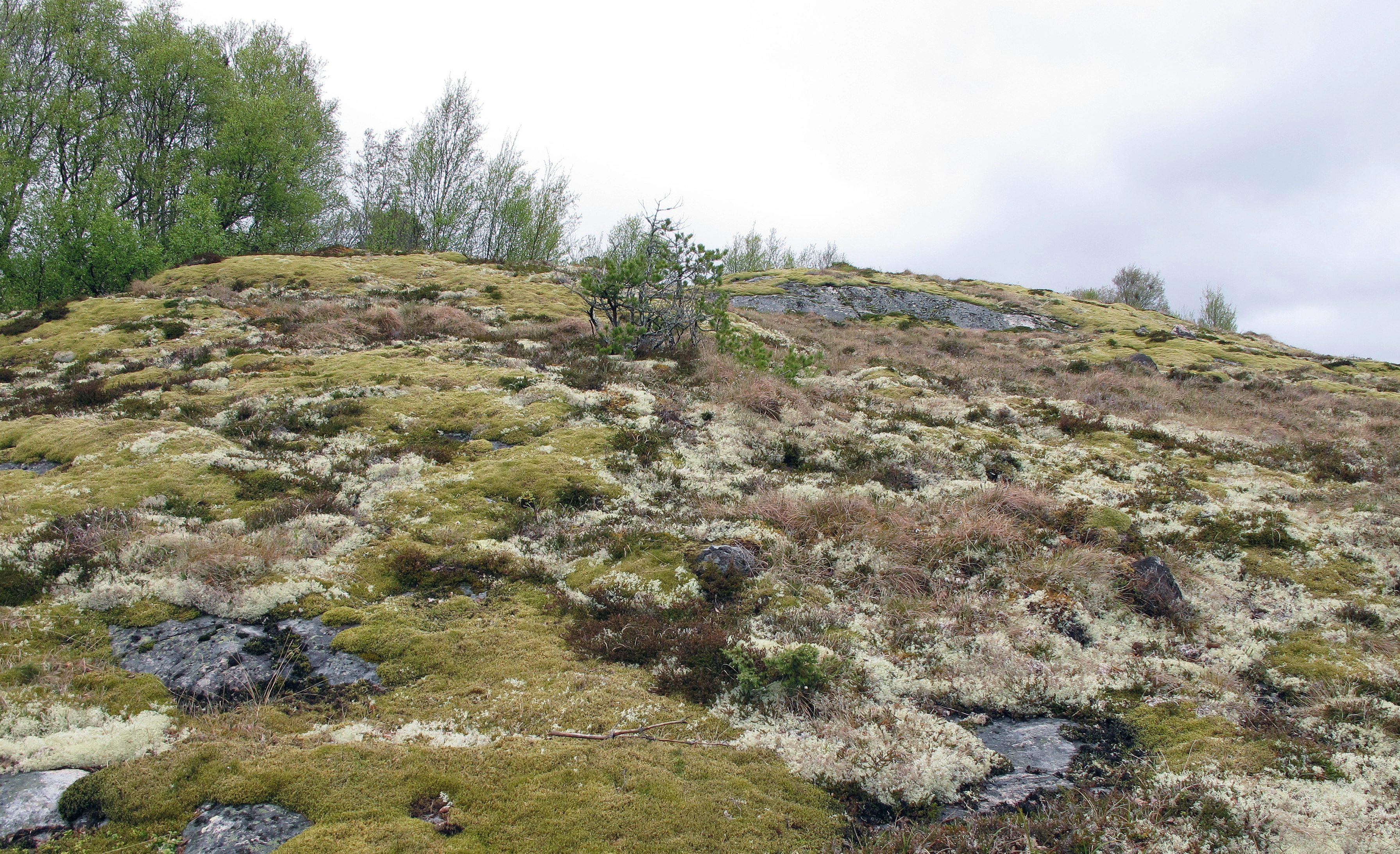 : Cladonia.