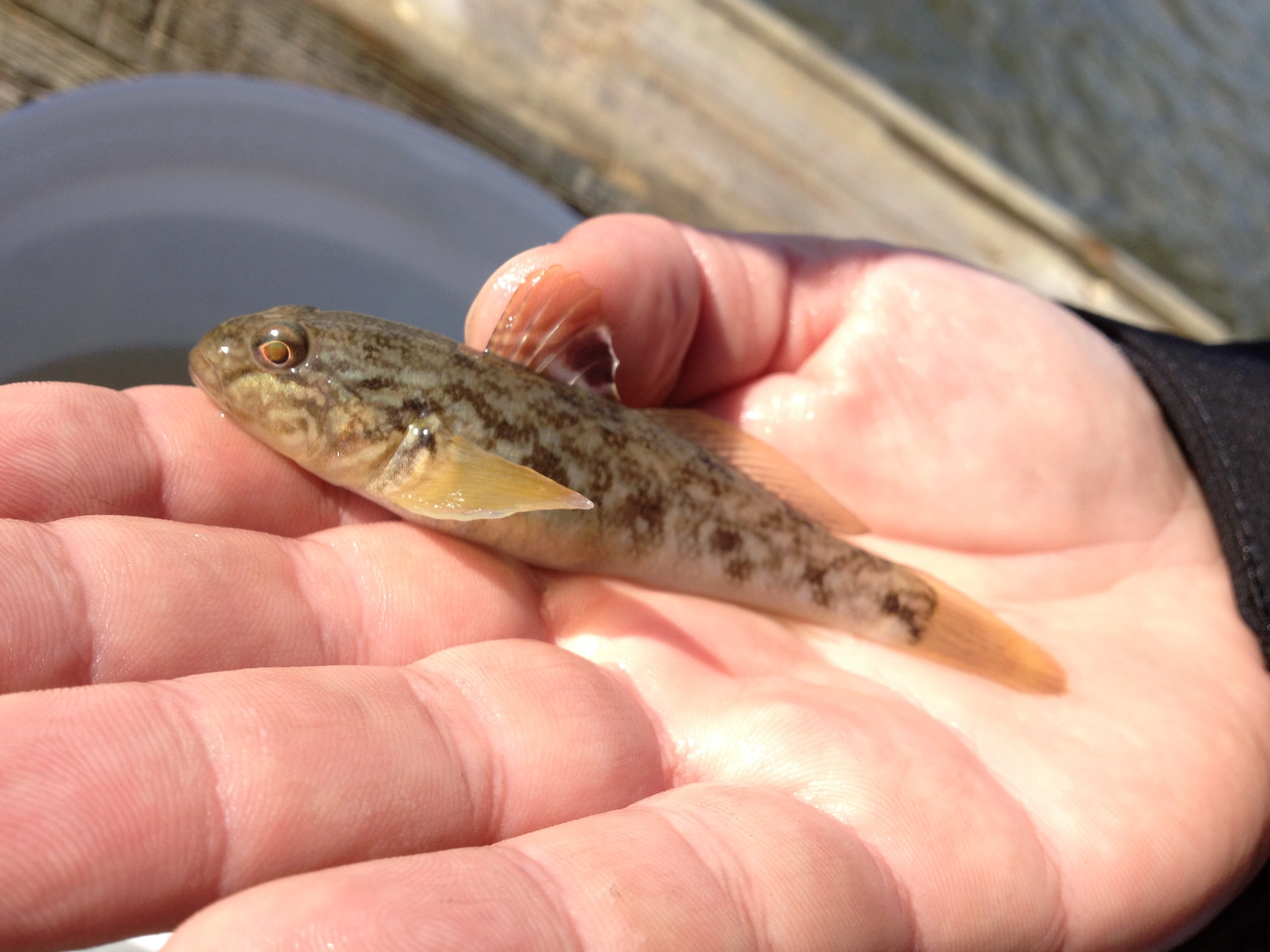 : Neogobius melanostomus.