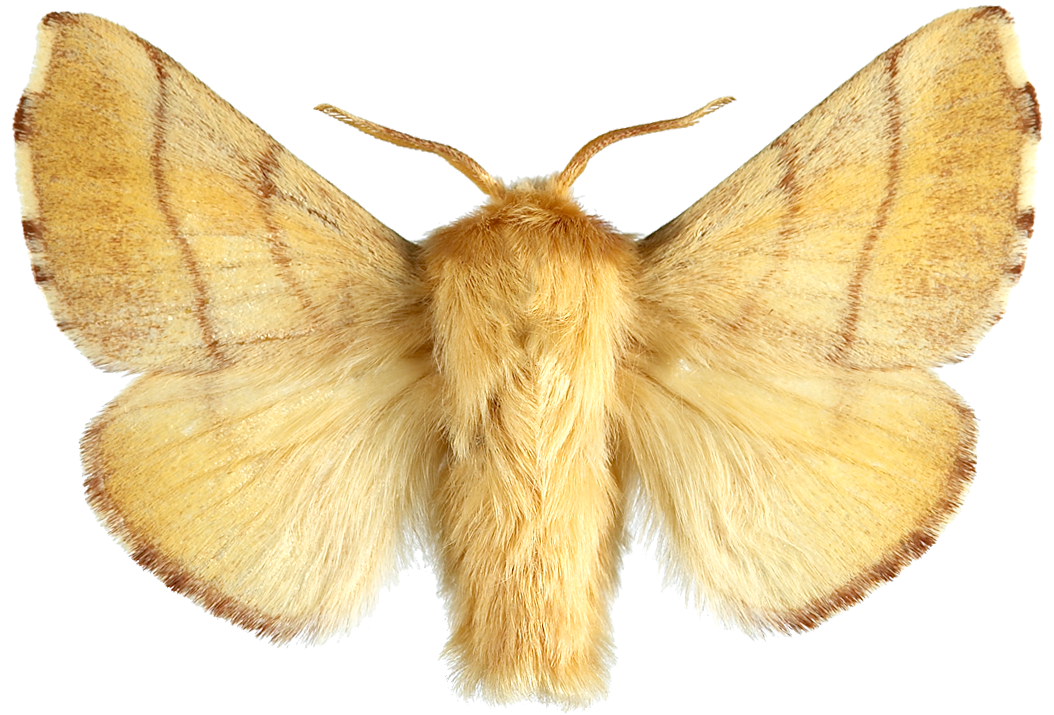 : Malacosoma neustria.