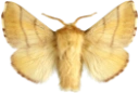 : Malacosoma neustria.