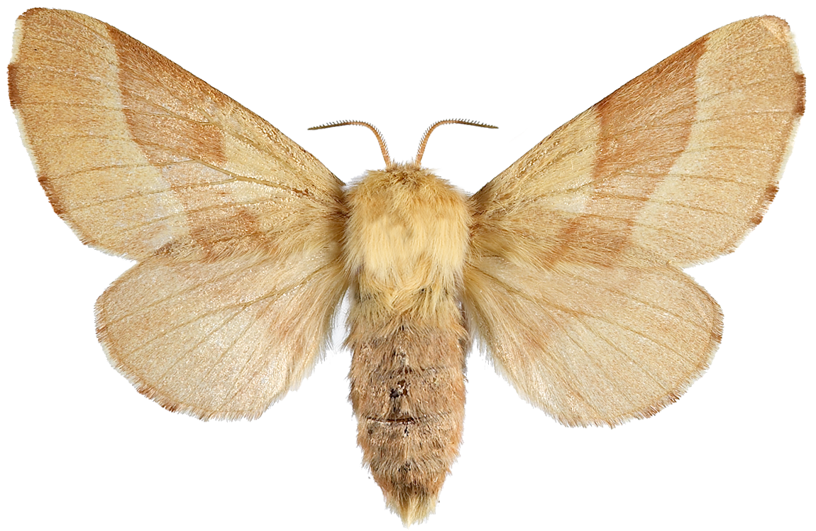 : Malacosoma neustria.