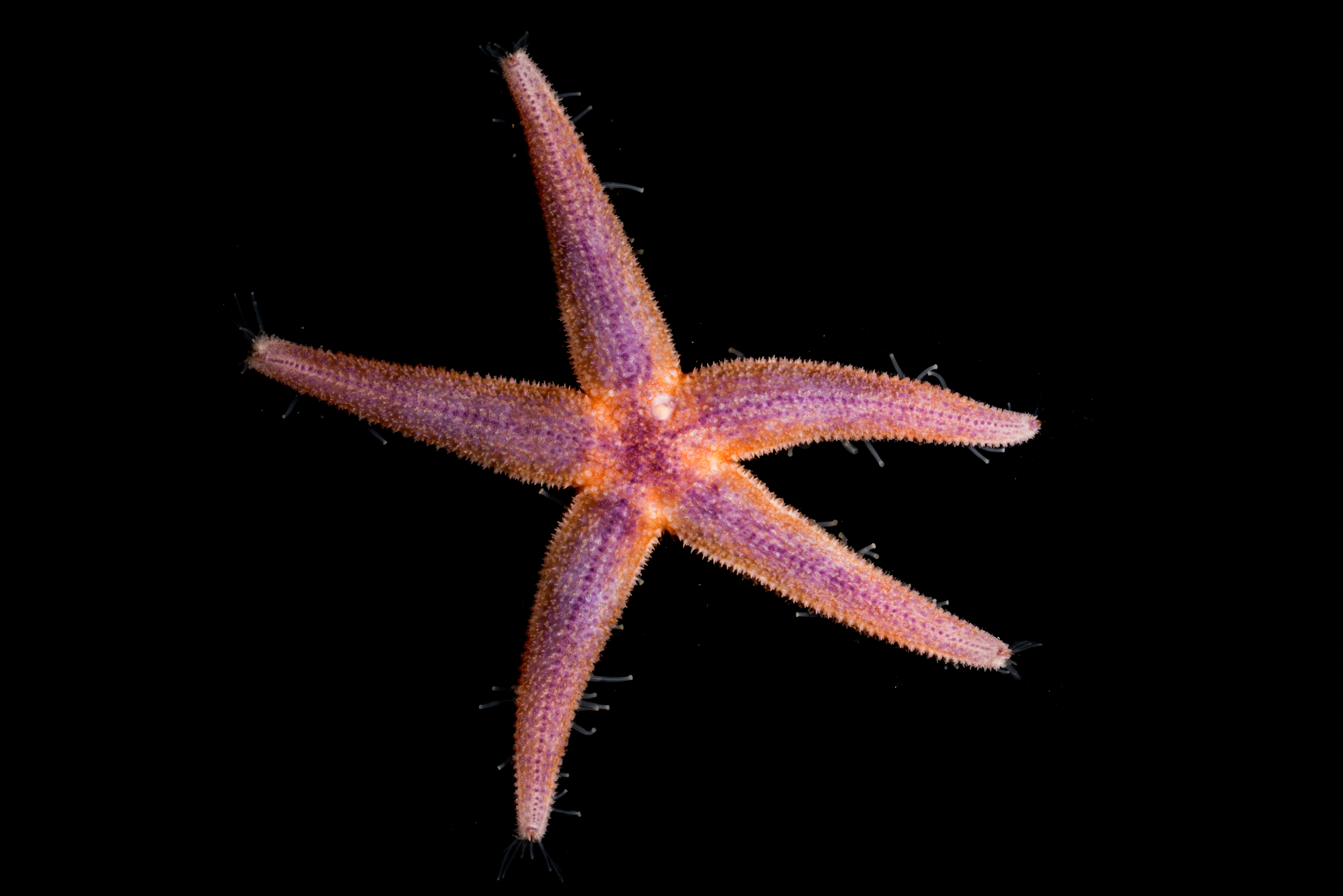 : Asterias rubens.