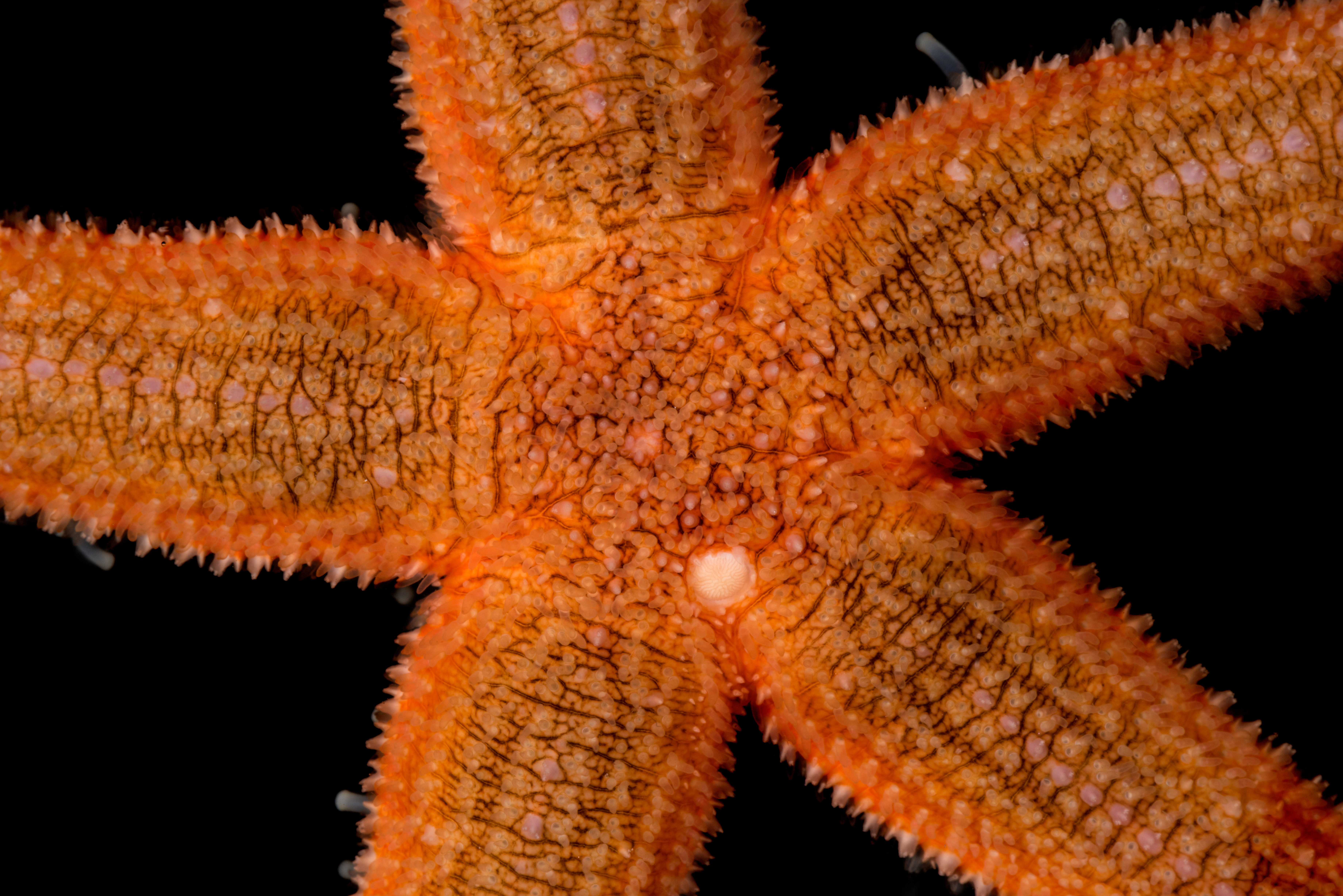 : Asterias rubens.