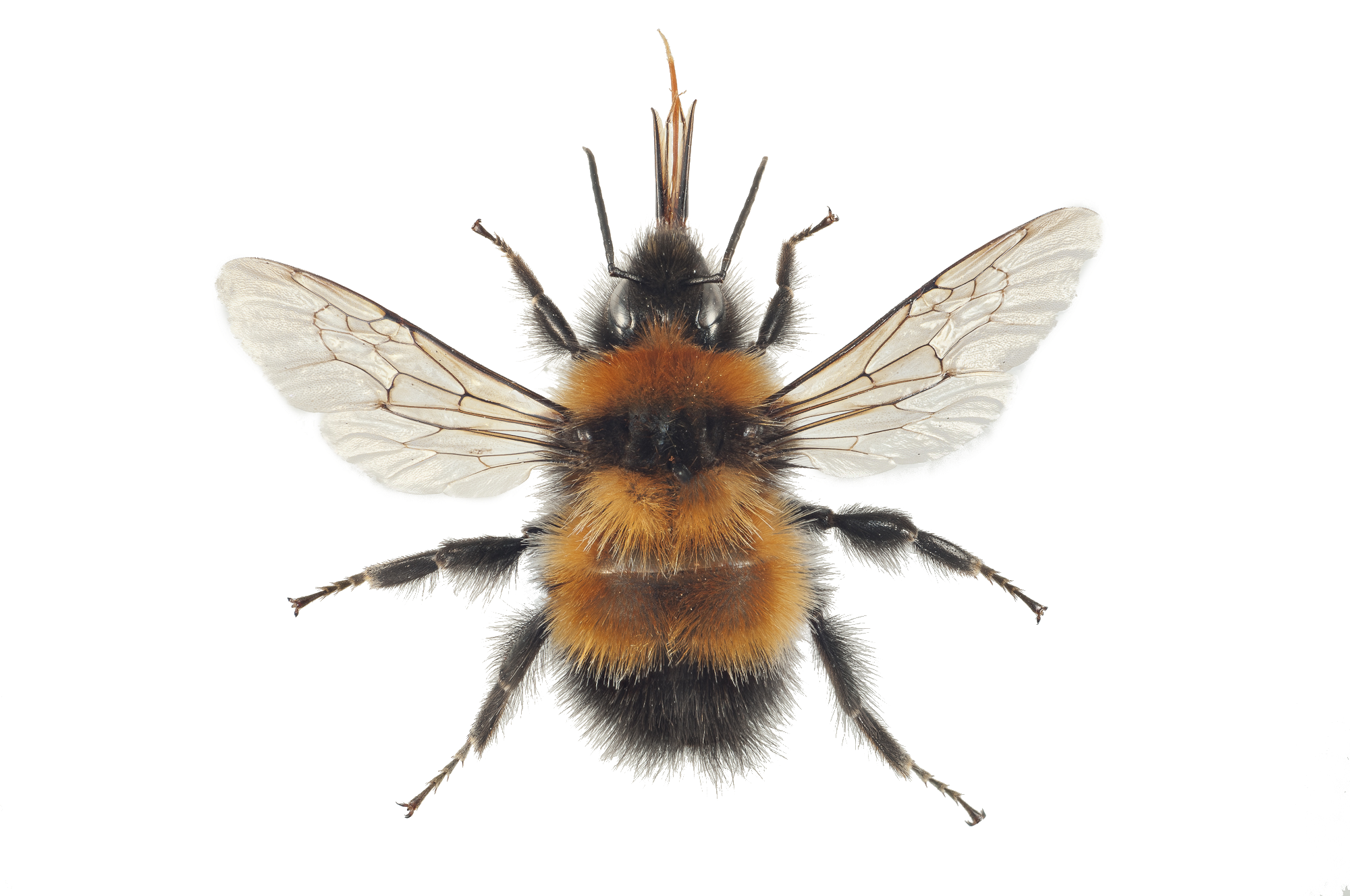 : Bombus (Alpinobombus) hyperboreus.