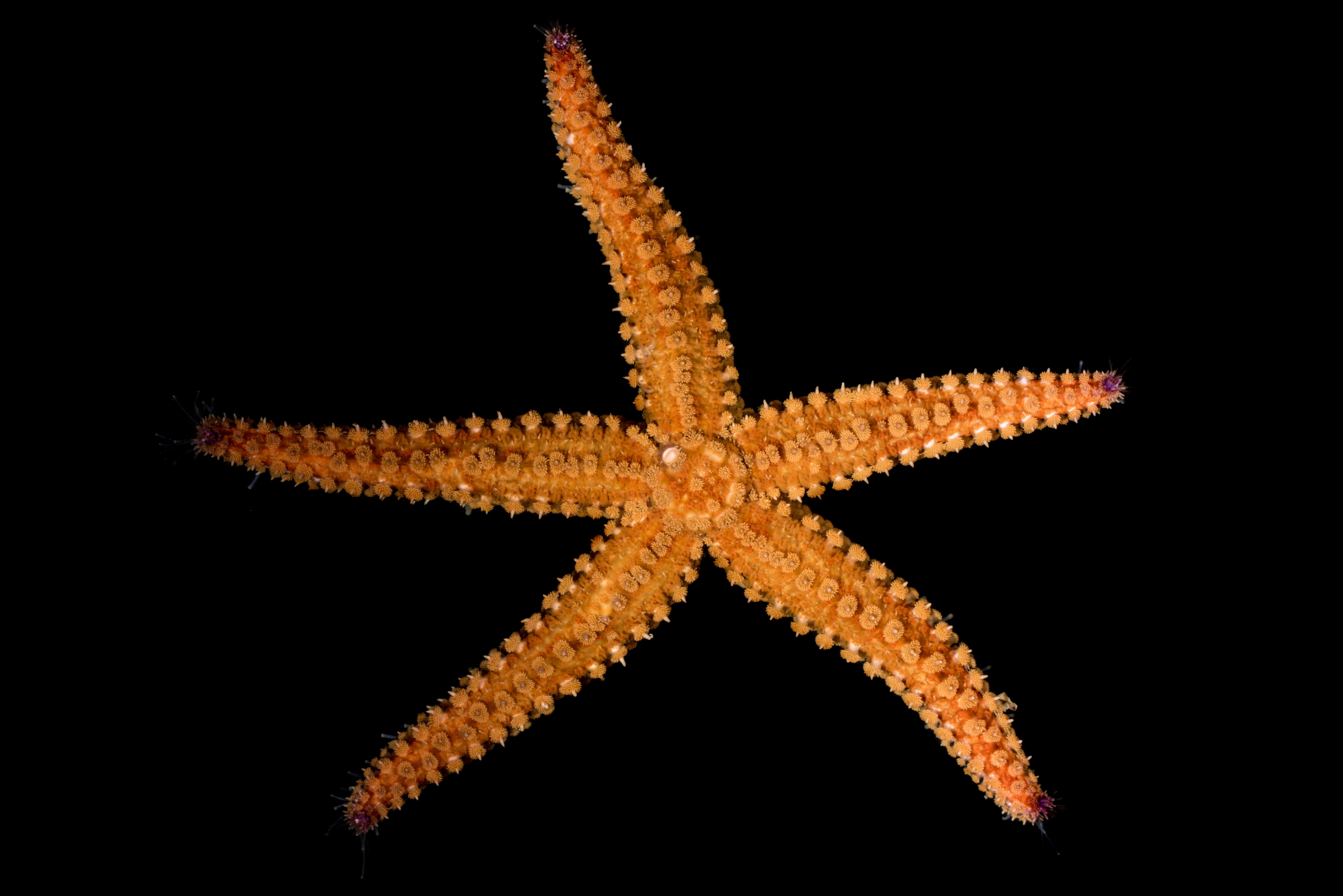 : Marthasterias glacialis.