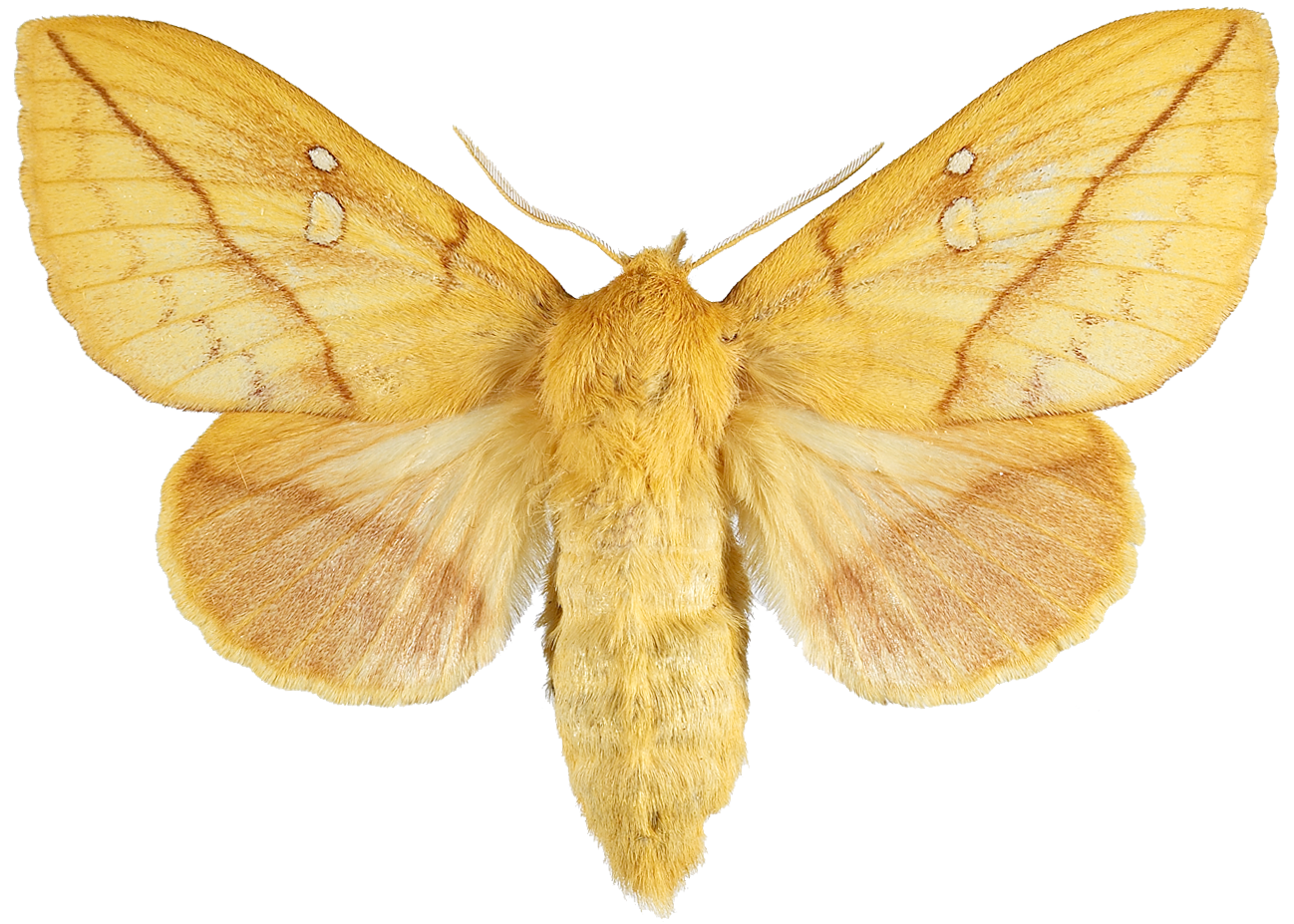 : Euthrix potatoria.