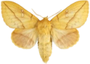 : Euthrix potatoria.