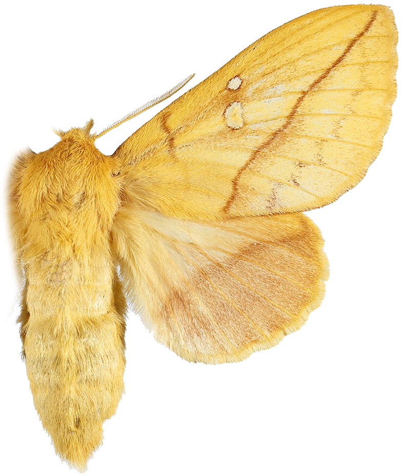 : Euthrix potatoria.