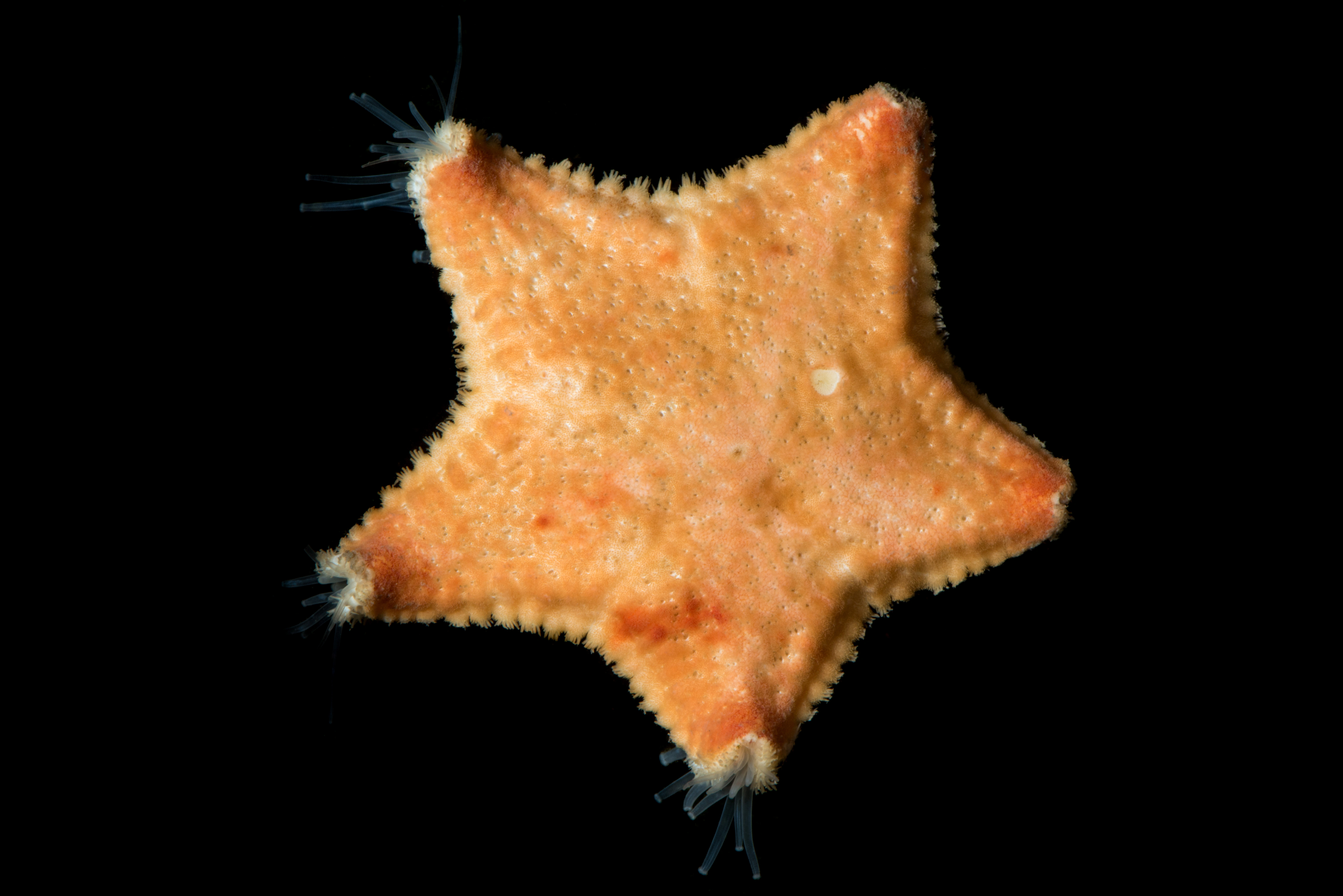 : Poraniomorpha hispida.