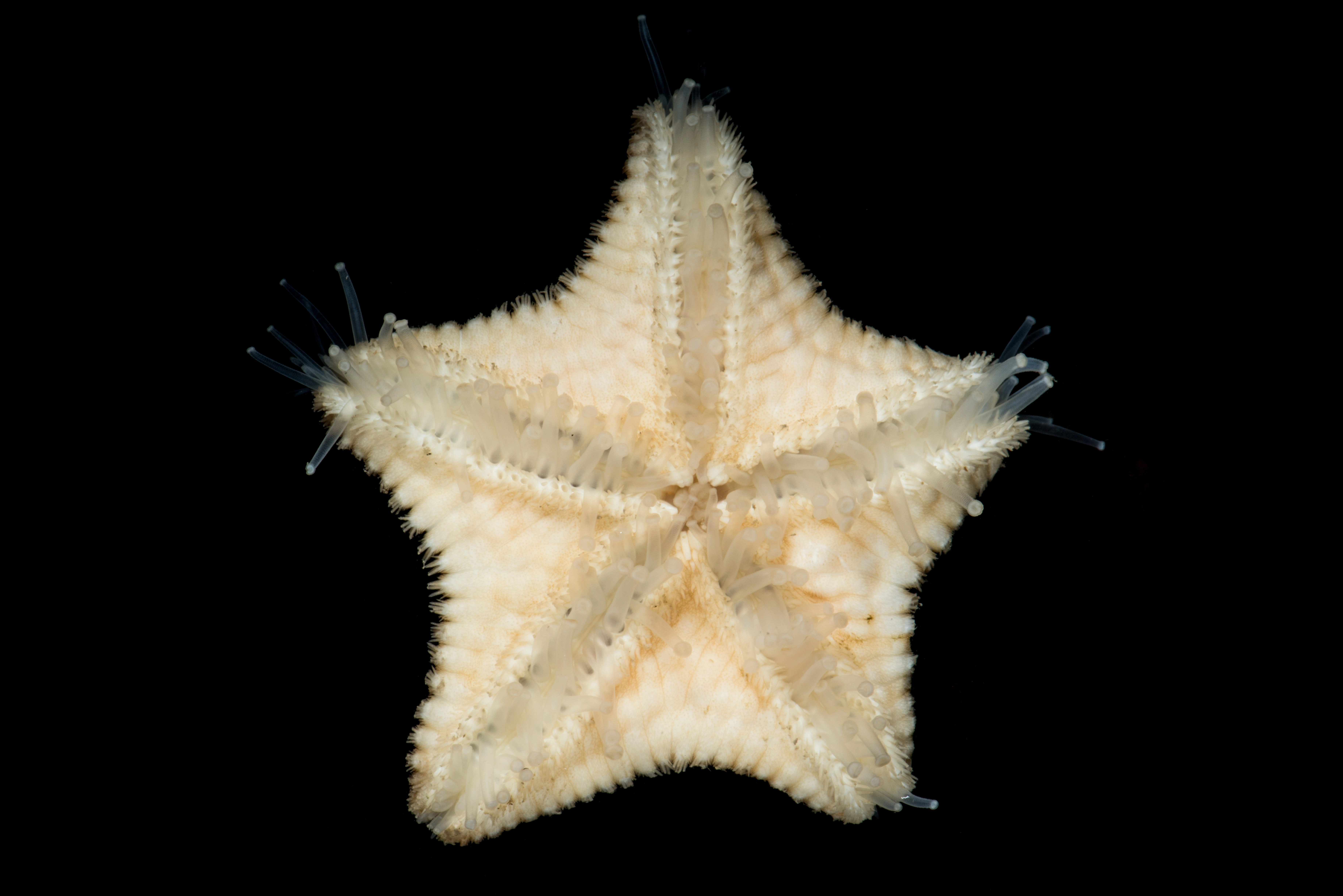 : Poraniomorpha hispida.