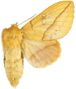 : Euthrix potatoria.