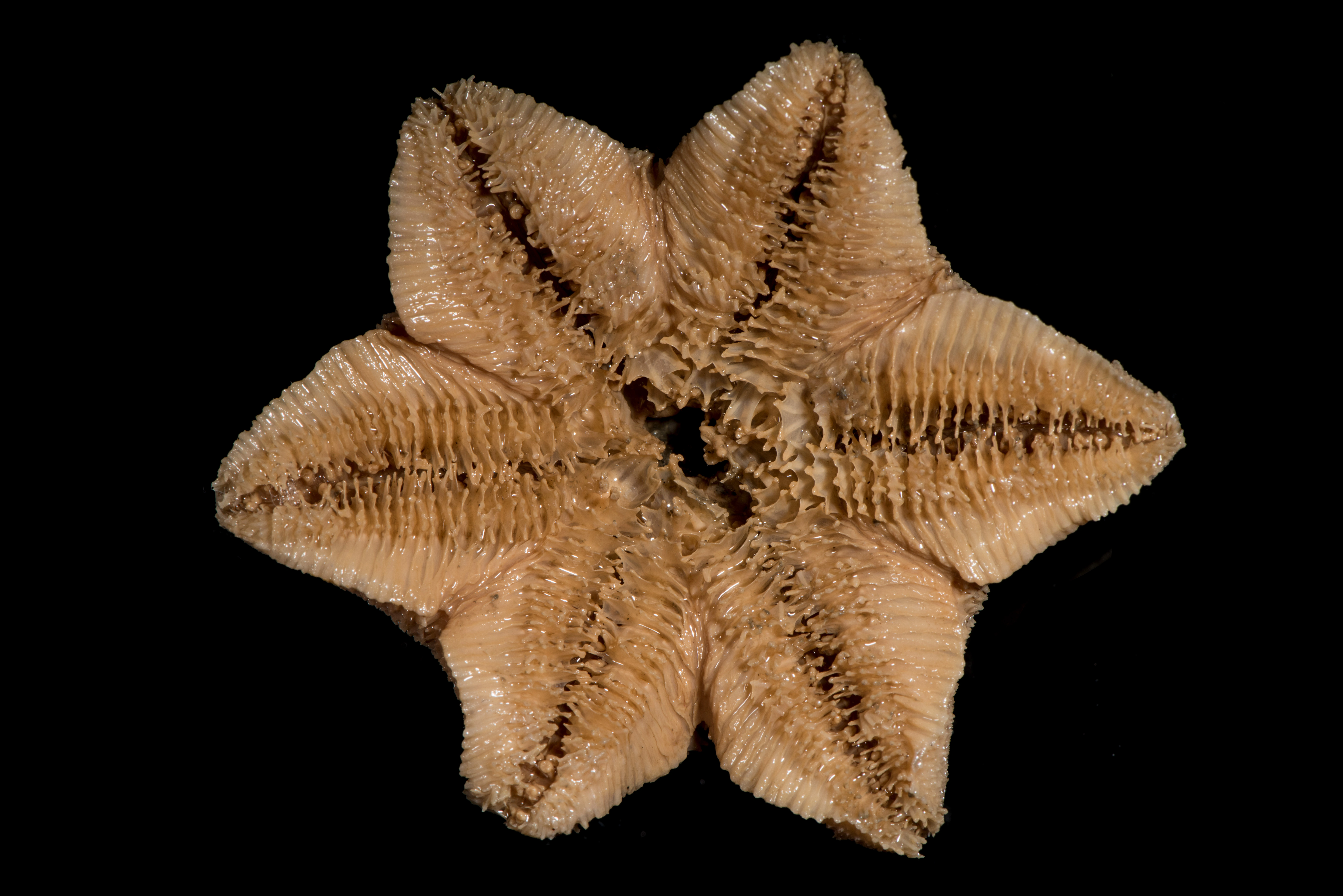 : Pteraster obscurus.