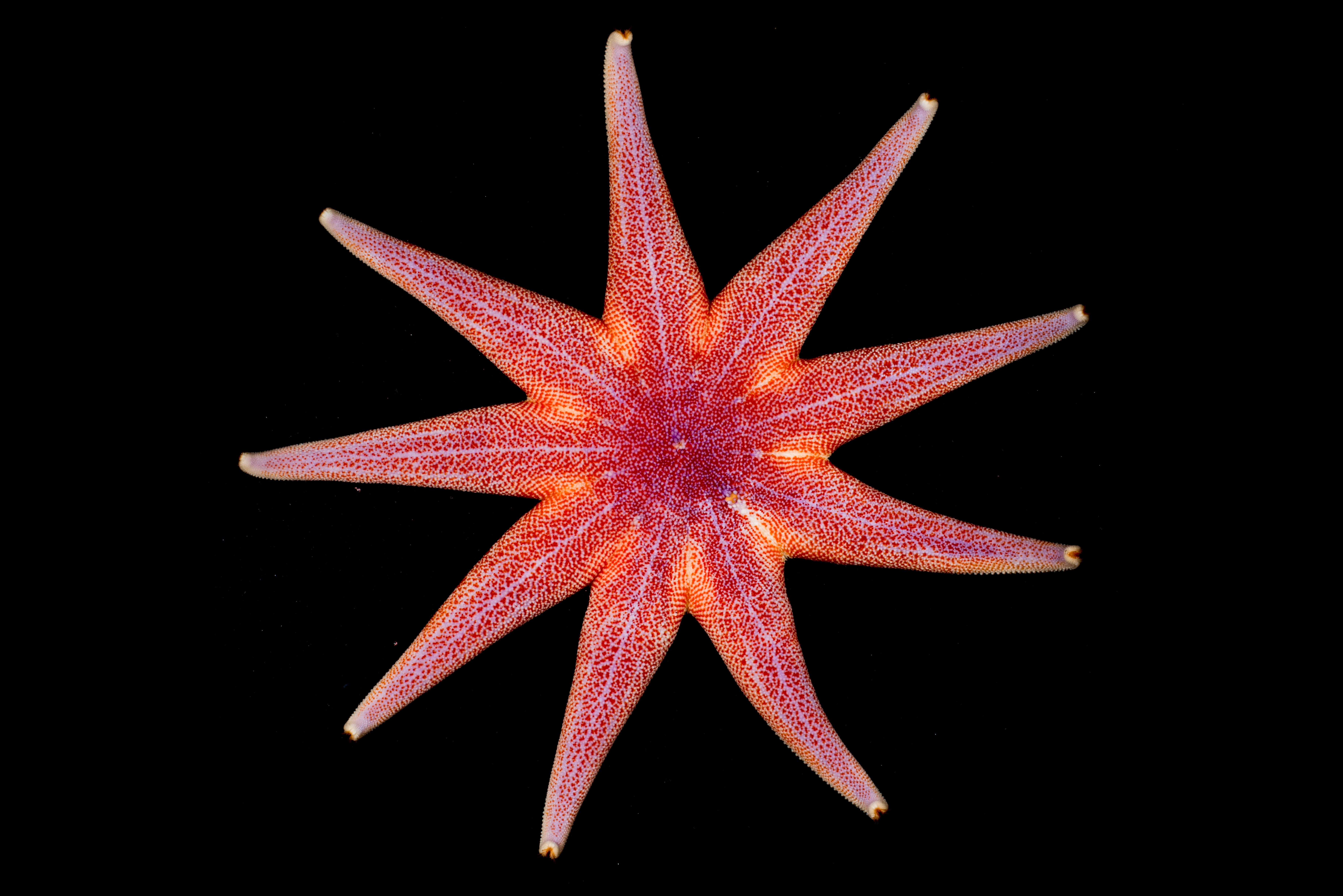 : Solaster endeca.