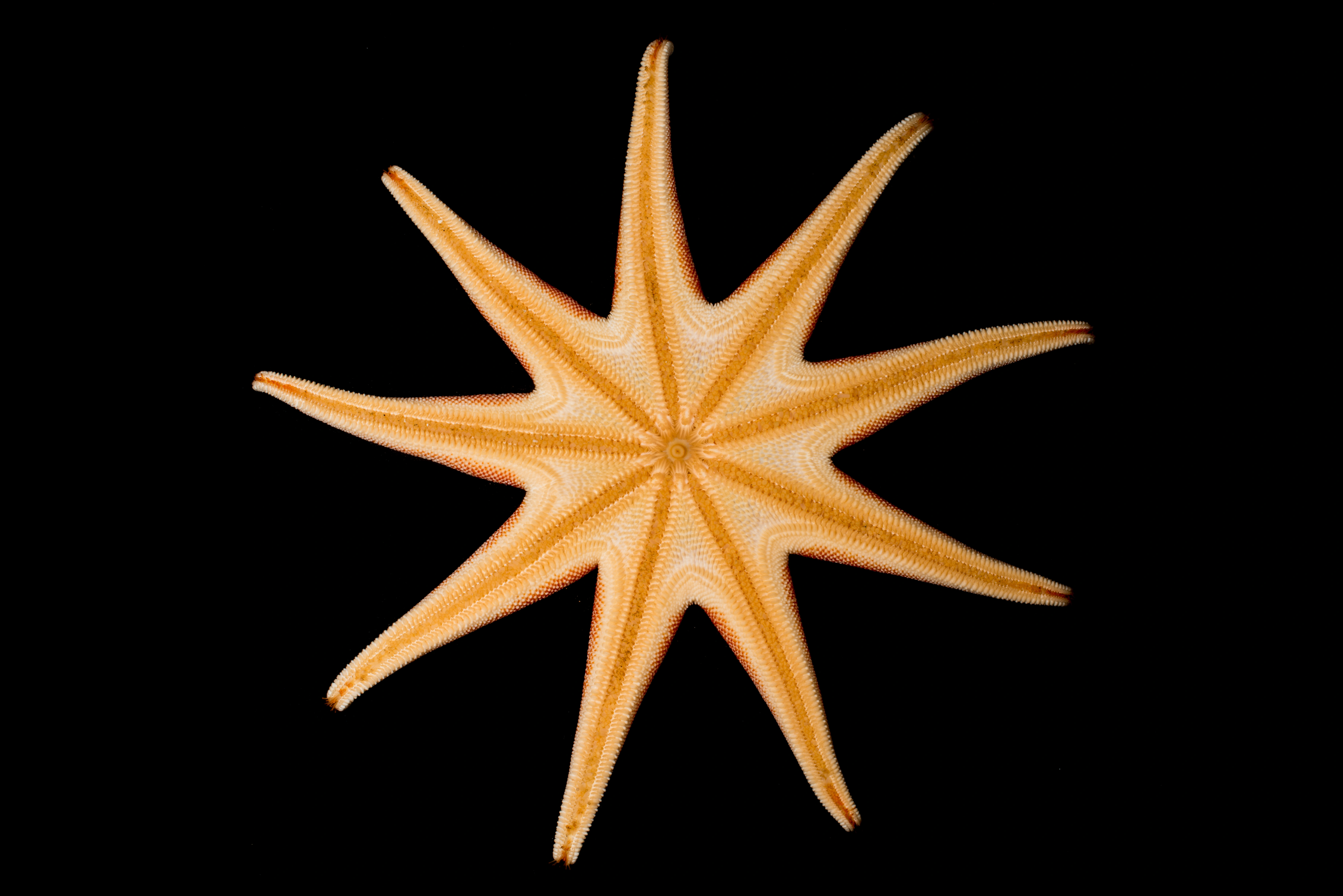 : Solaster endeca.