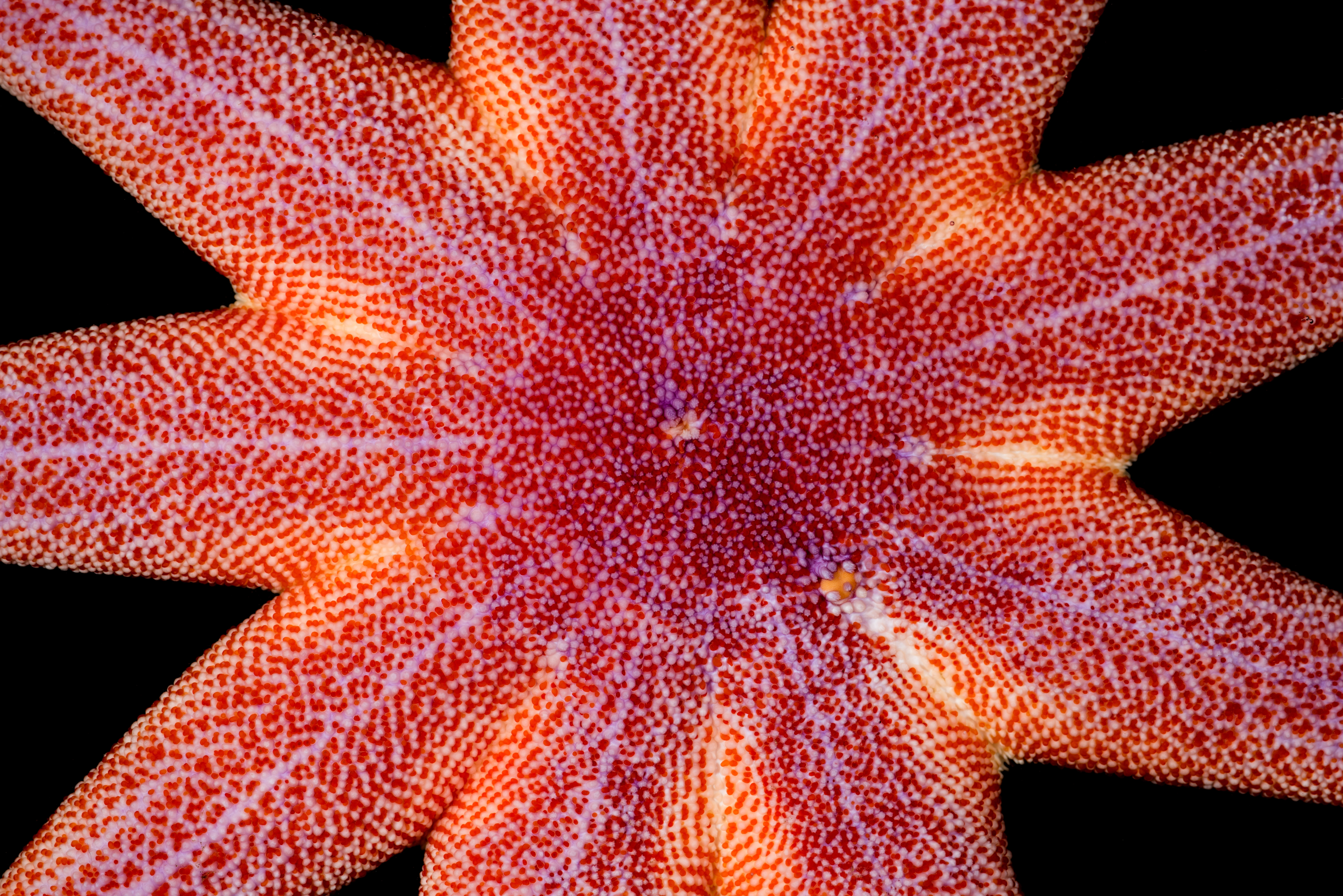 : Solaster endeca.