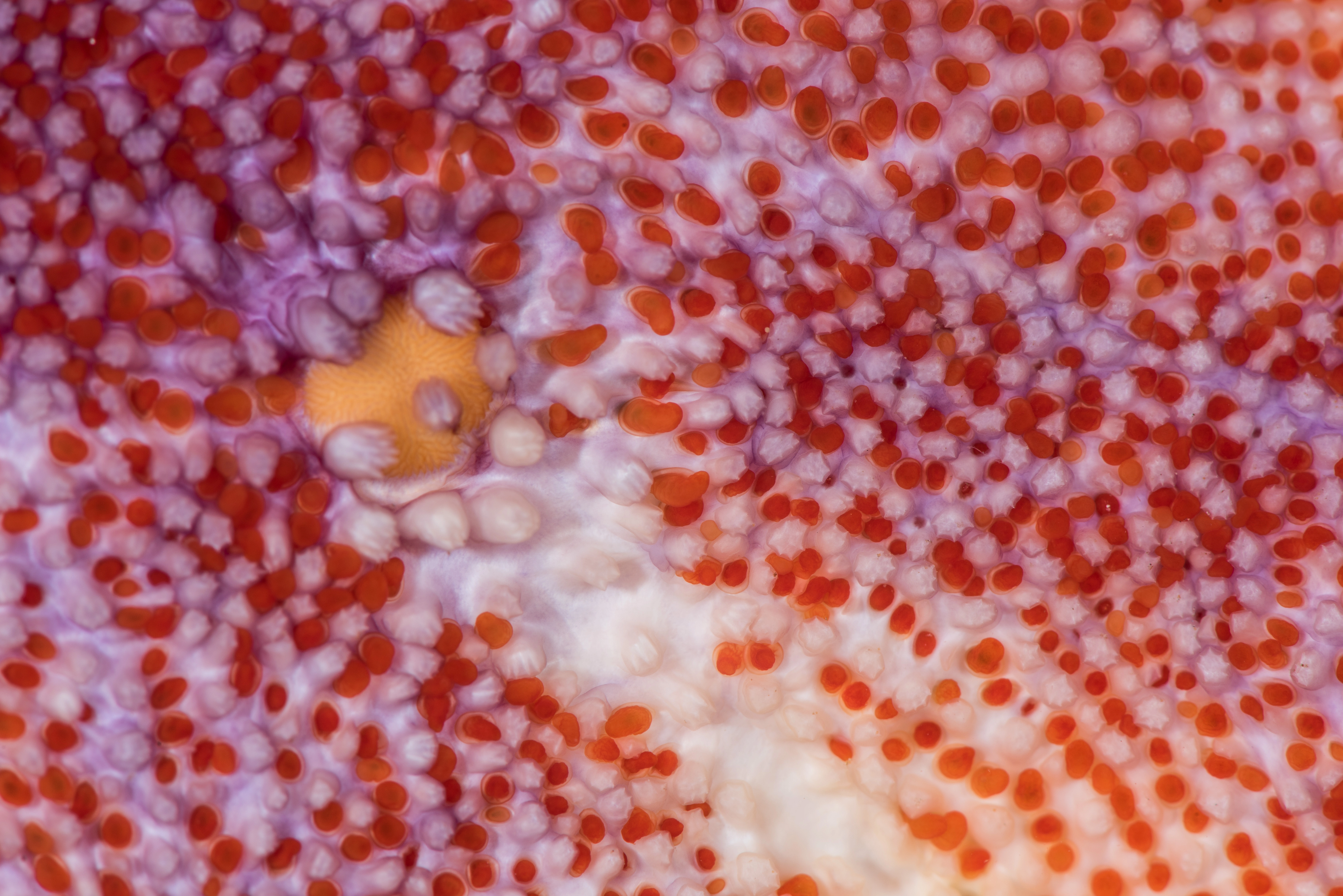 : Solaster endeca.