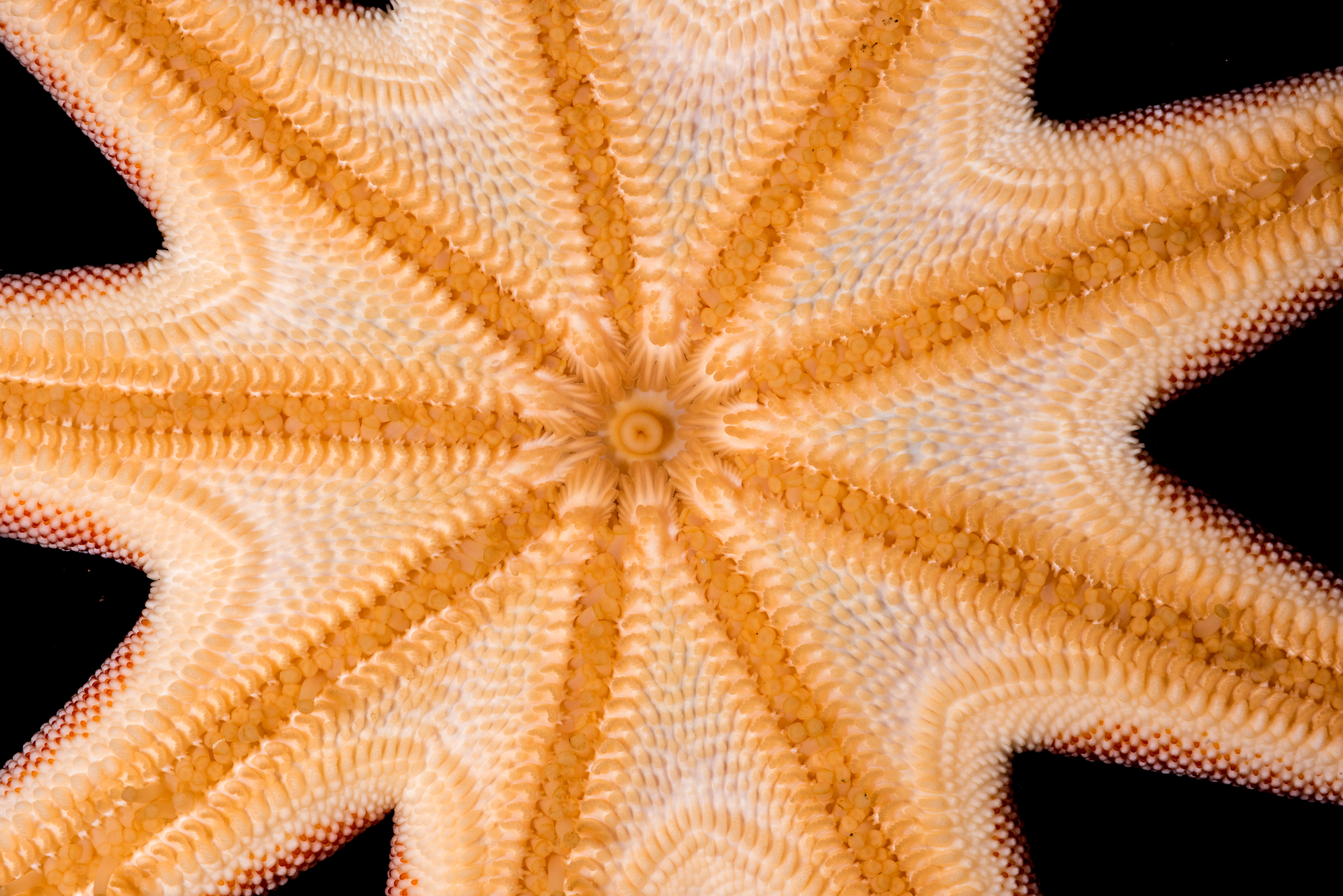 : Solaster endeca.