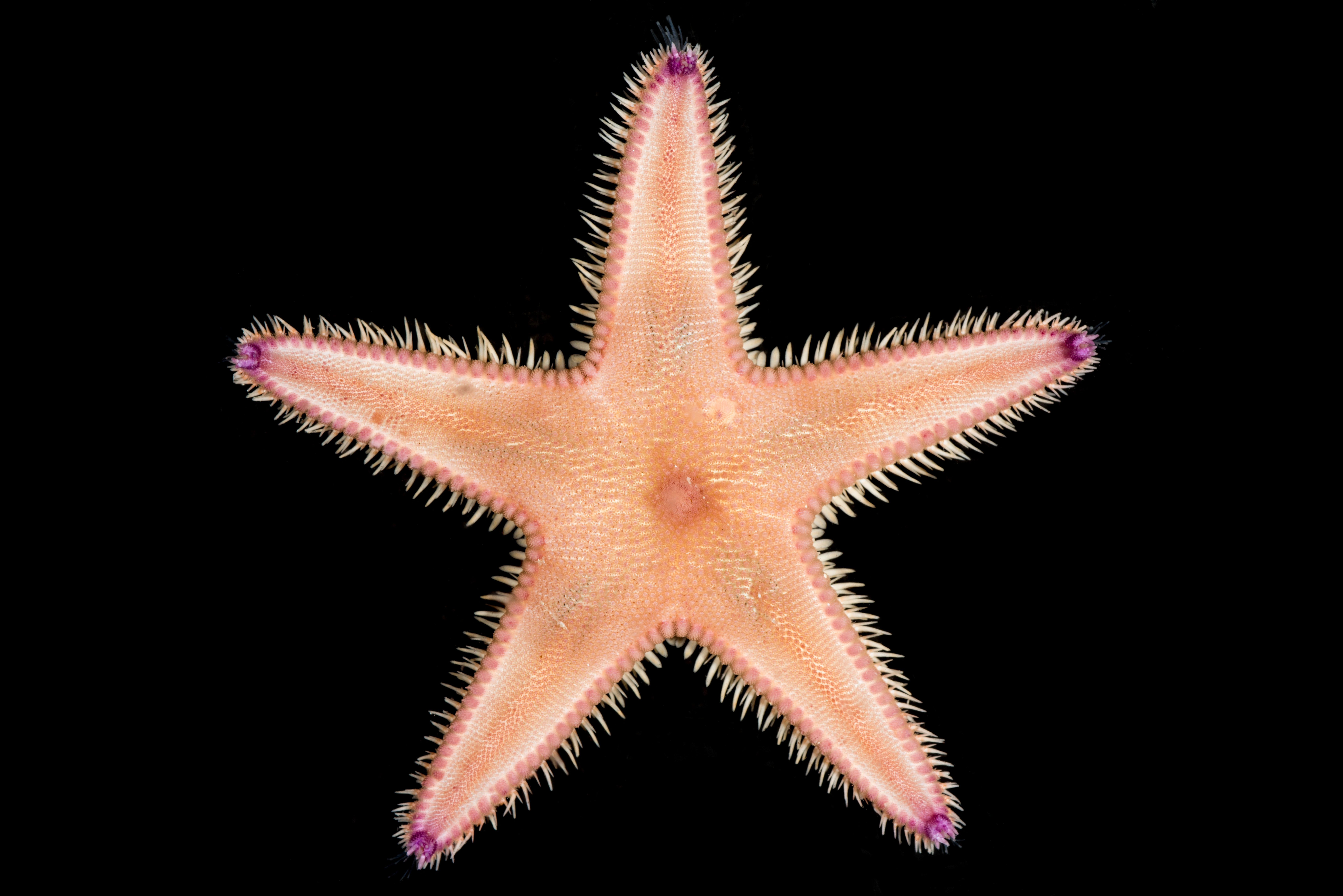 : Astropecten irregularis.