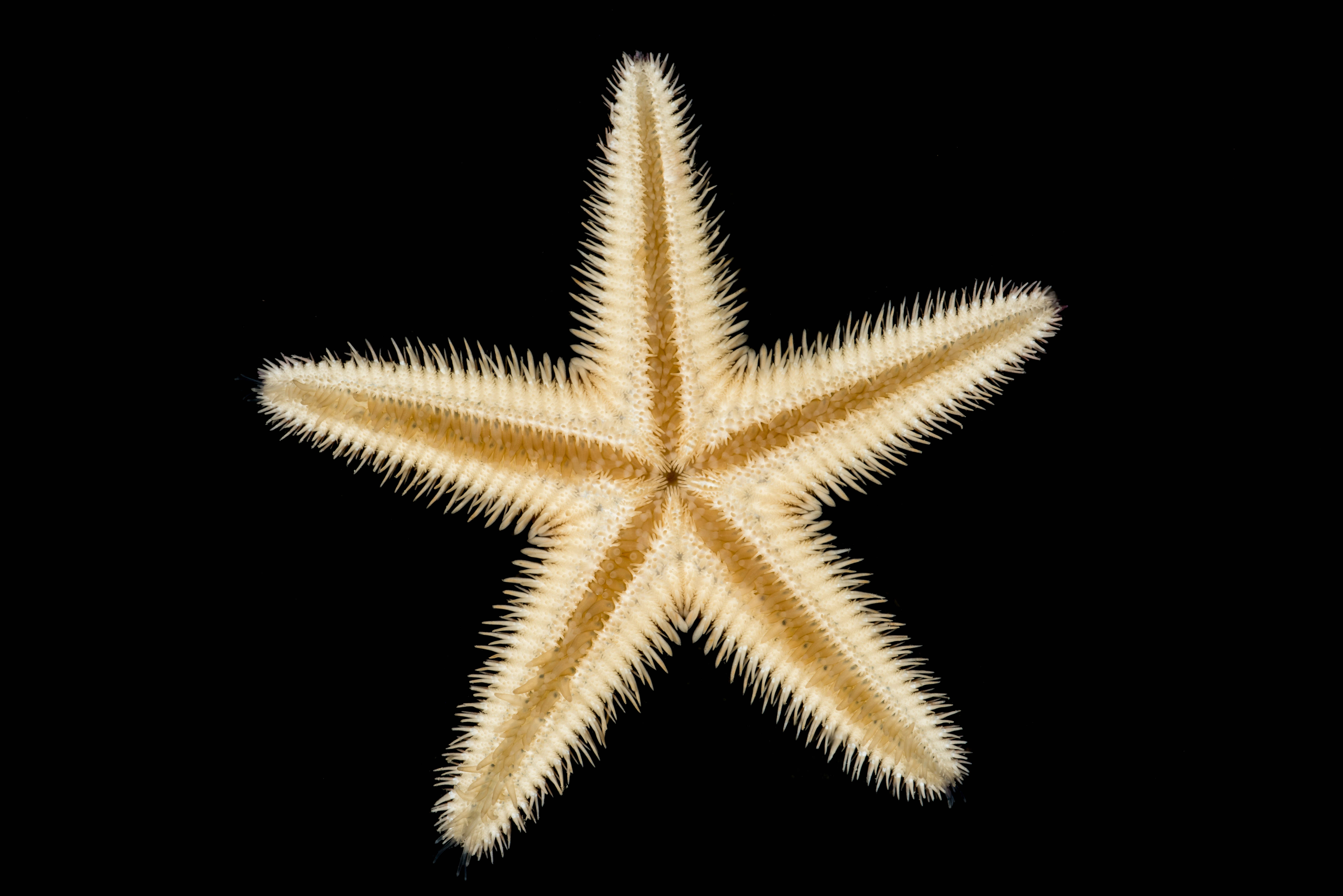 : Astropecten irregularis.