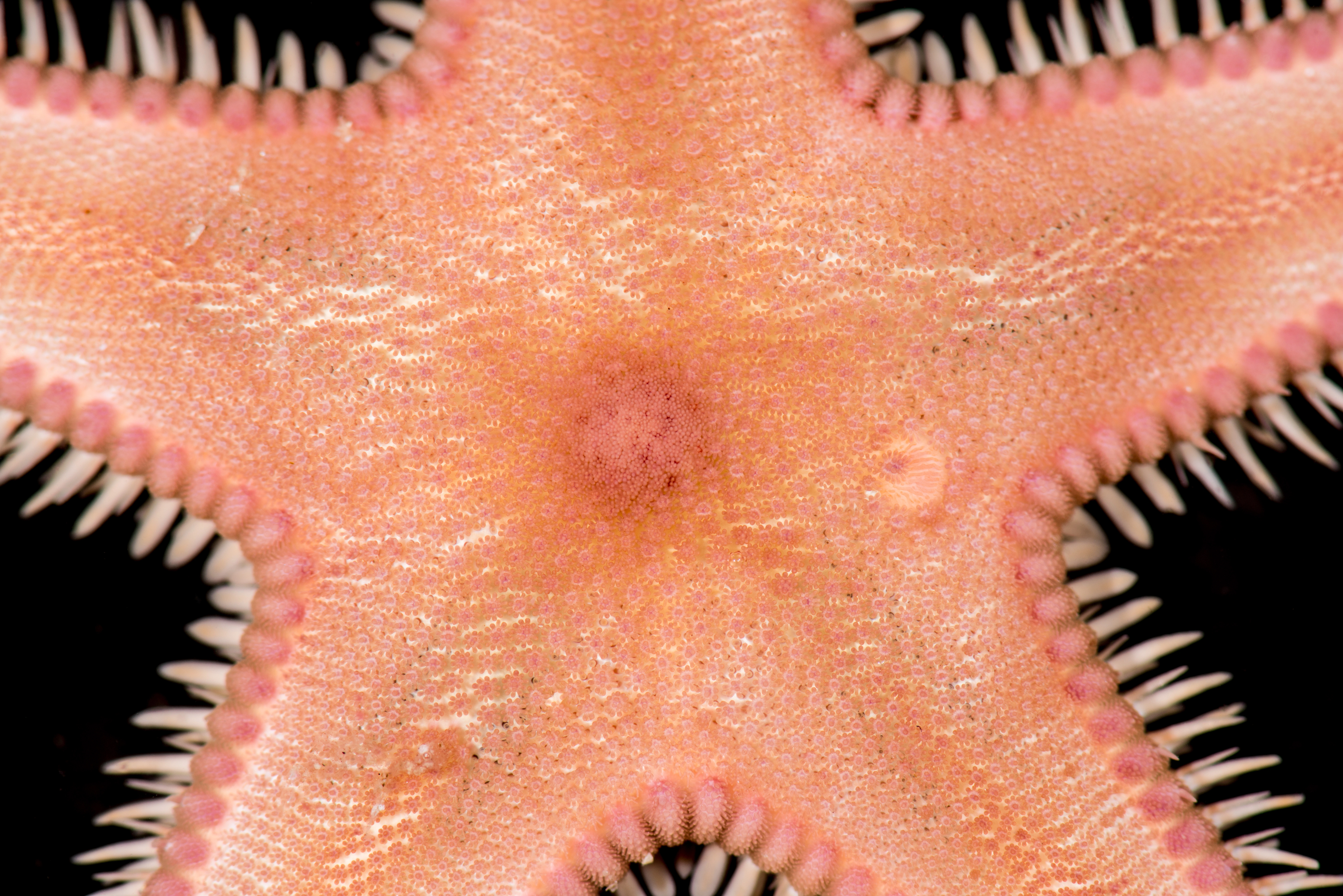 : Astropecten irregularis.