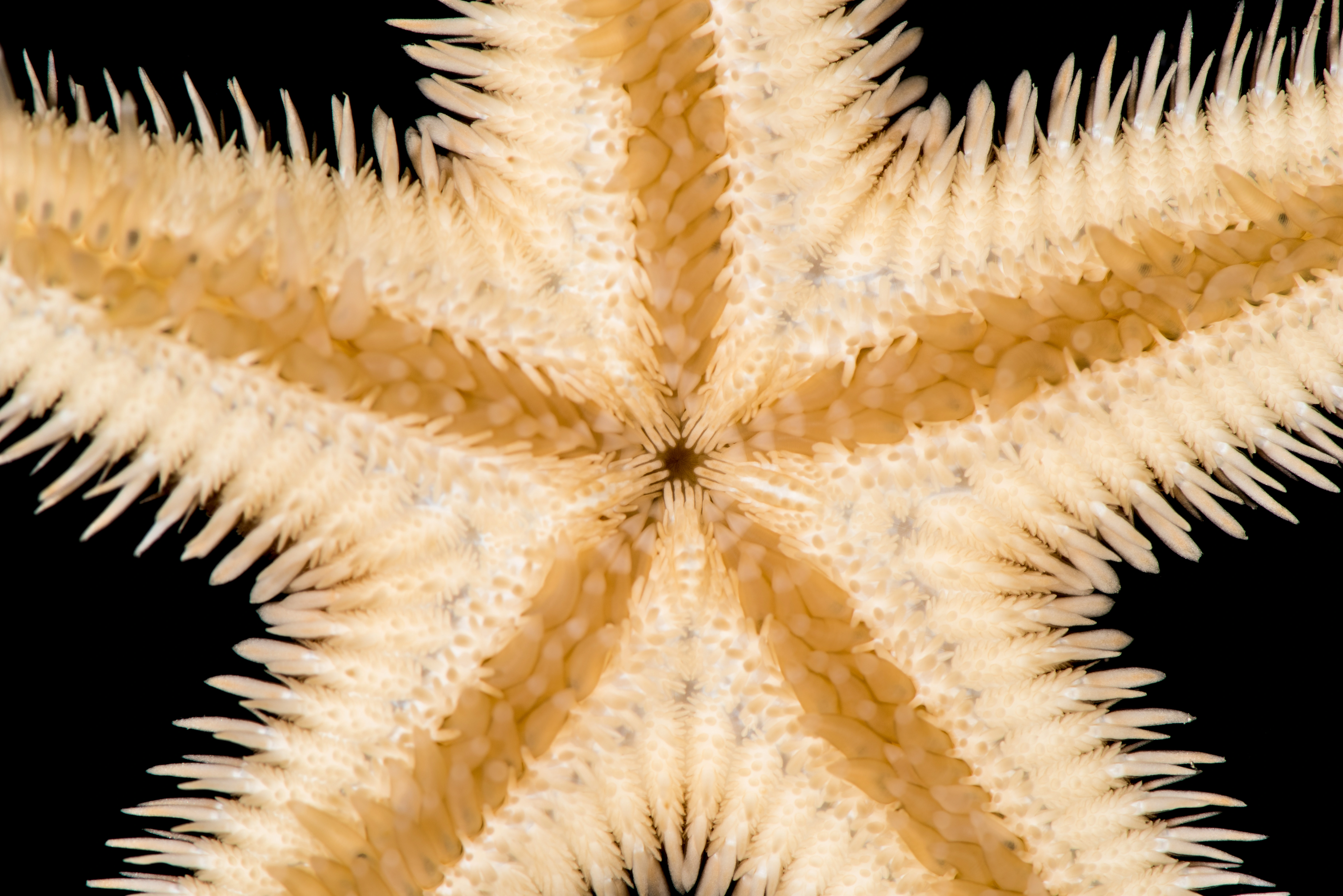 : Astropecten irregularis.