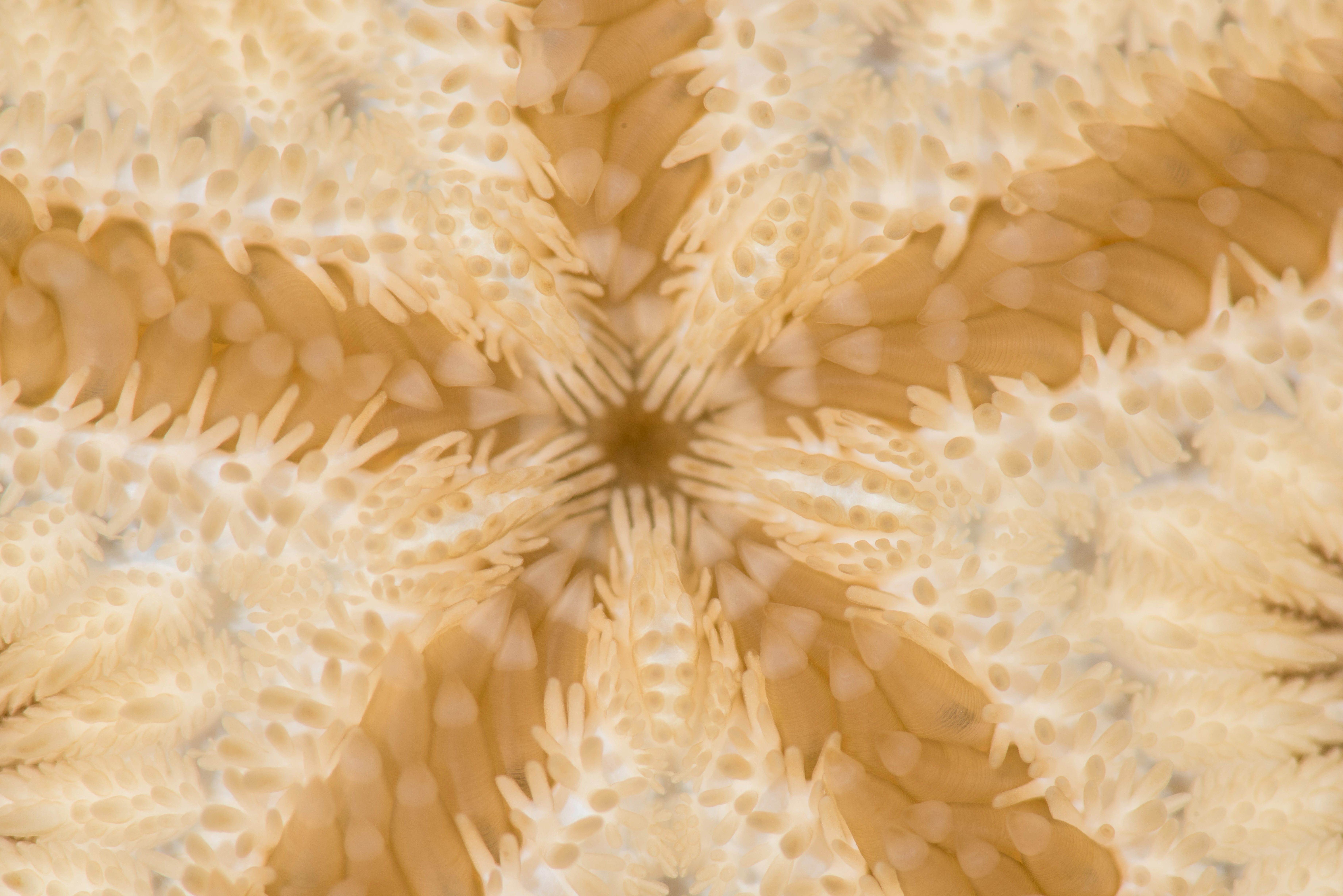 : Astropecten irregularis.