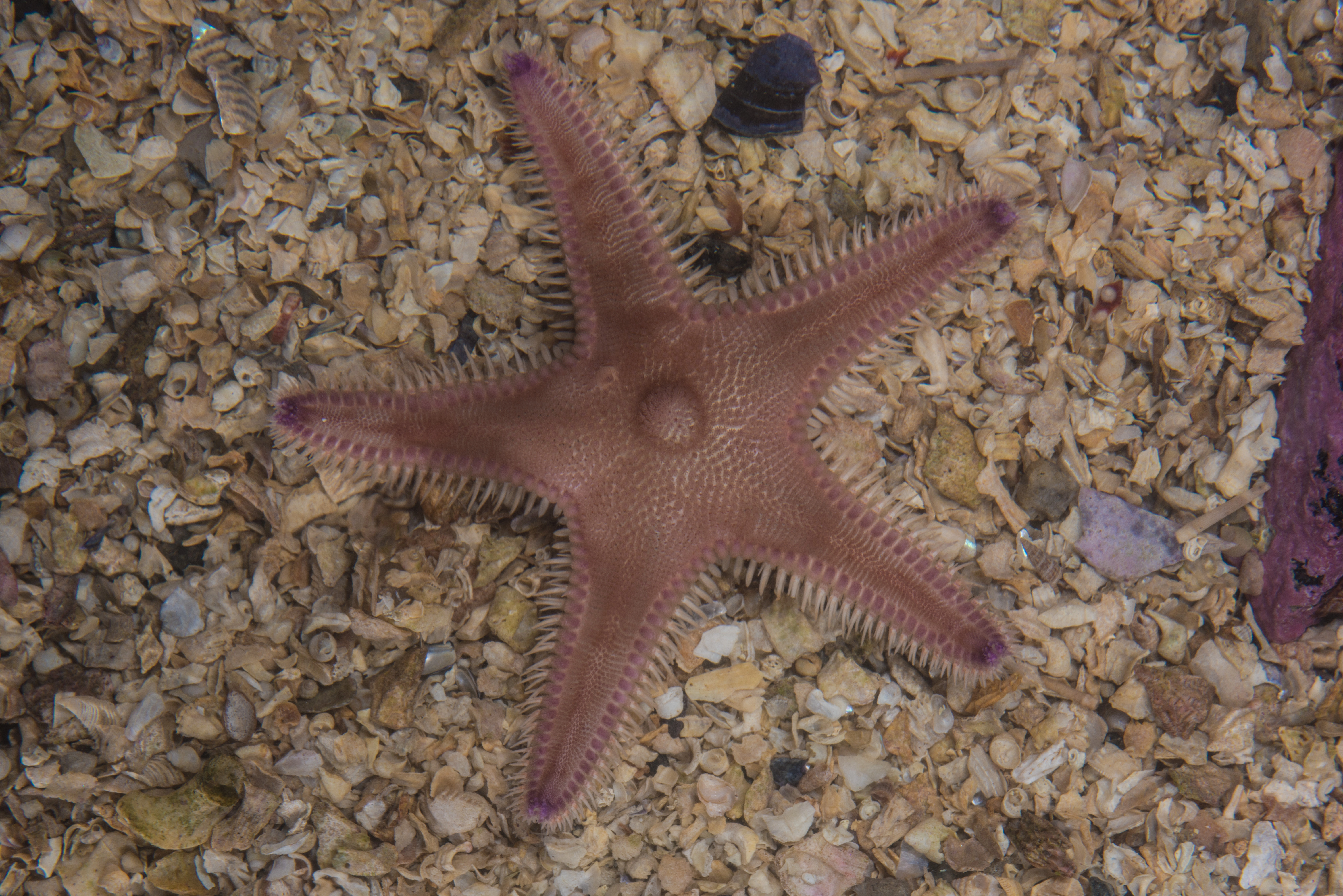 : Astropecten irregularis.