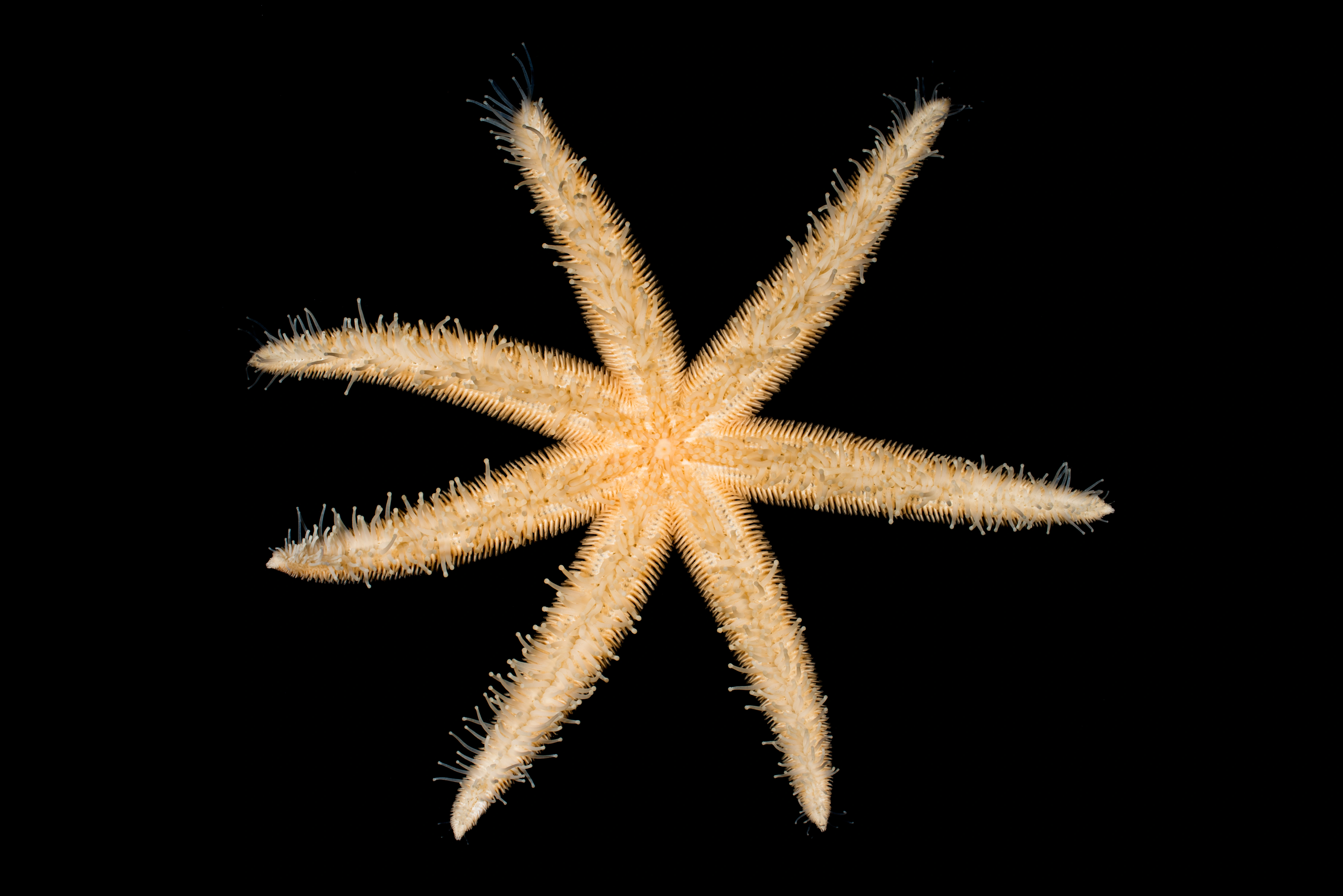 : Luidia ciliaris.