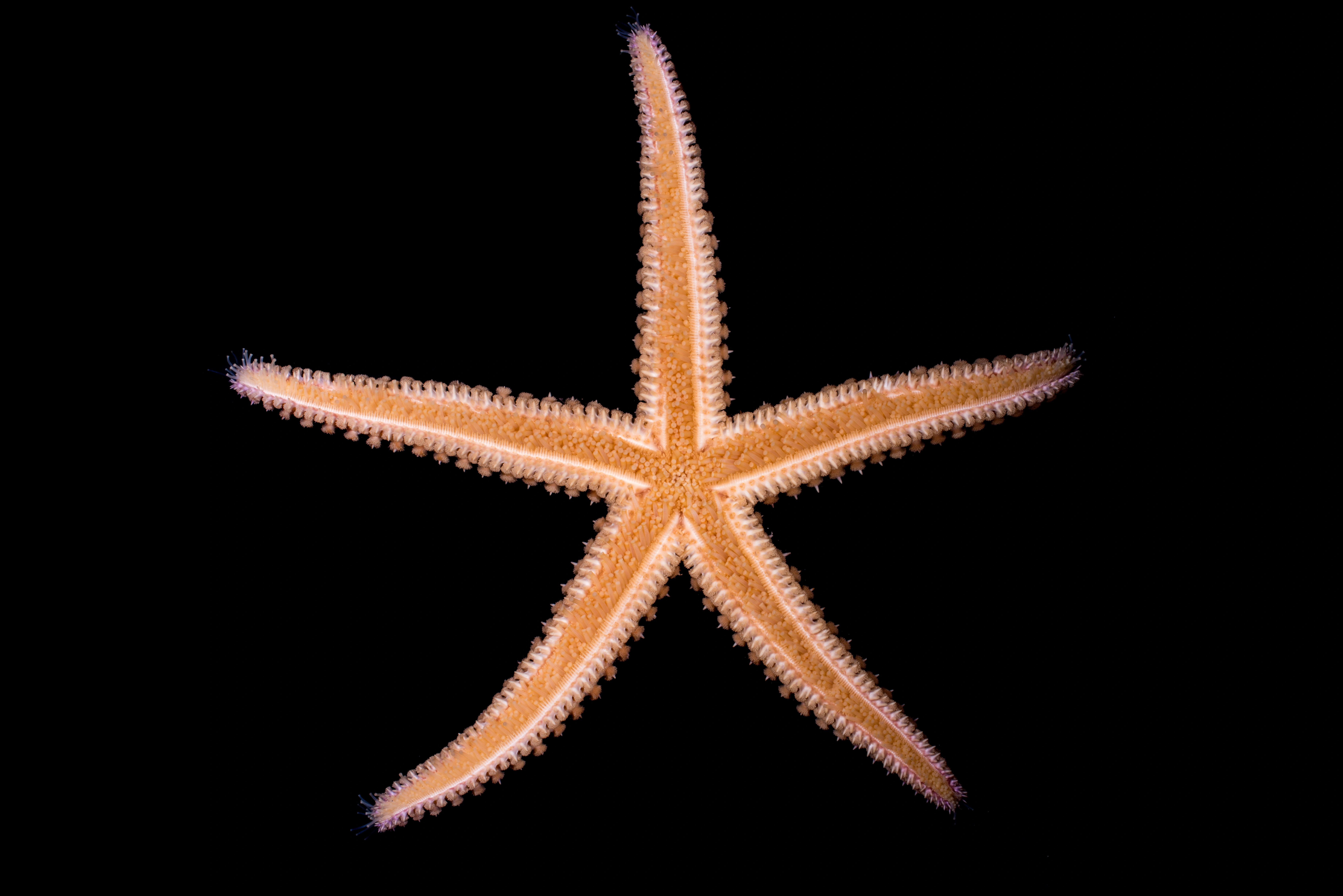 : Marthasterias glacialis.