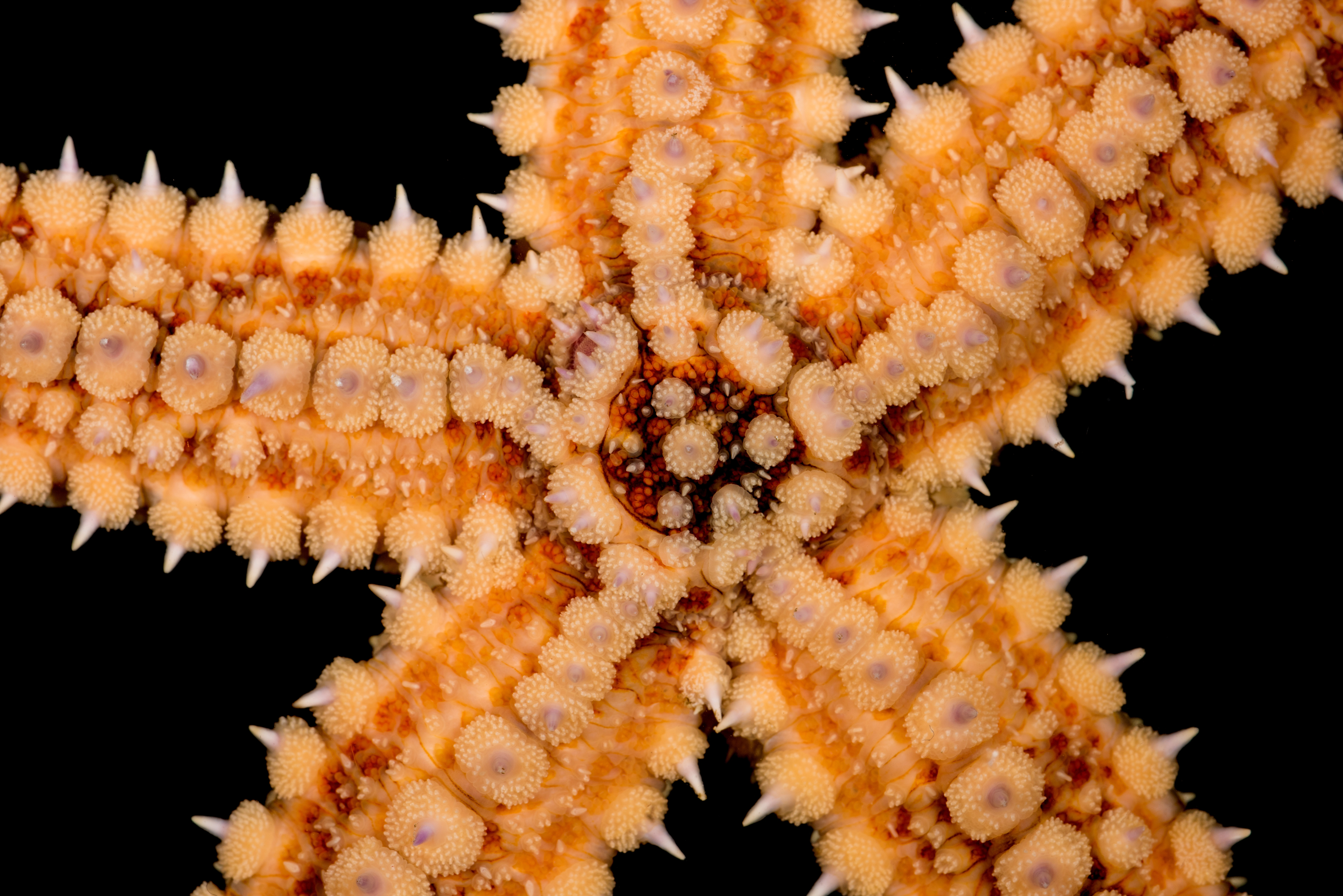 : Marthasterias glacialis.