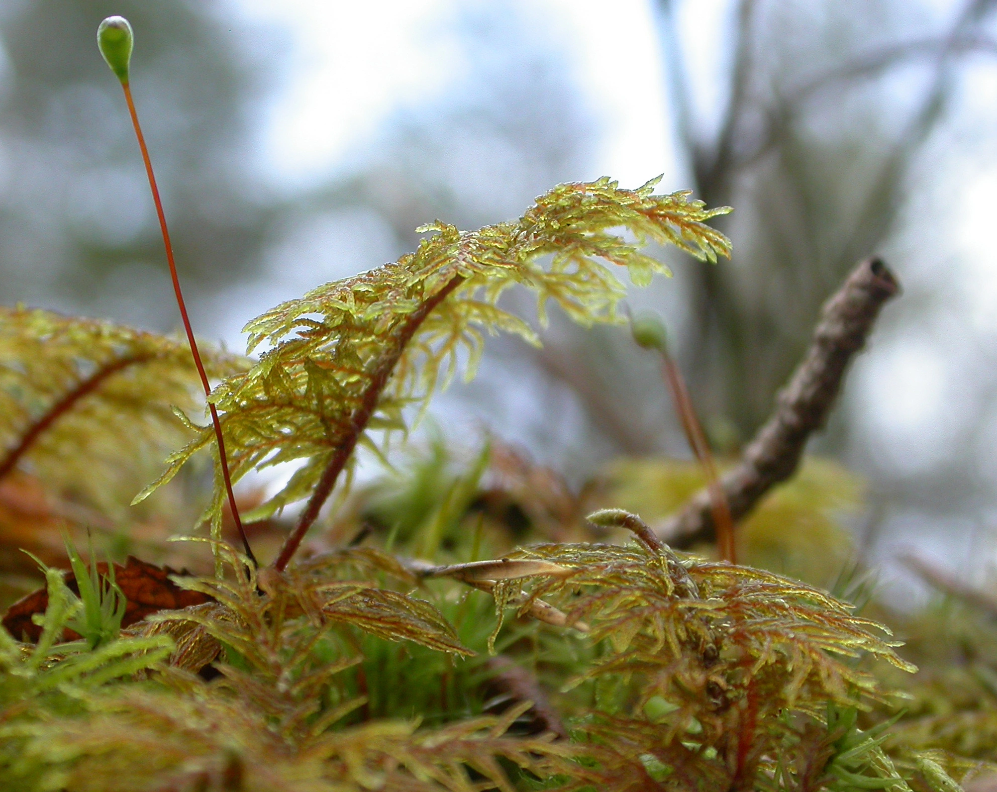 : Hylocomium splendens.