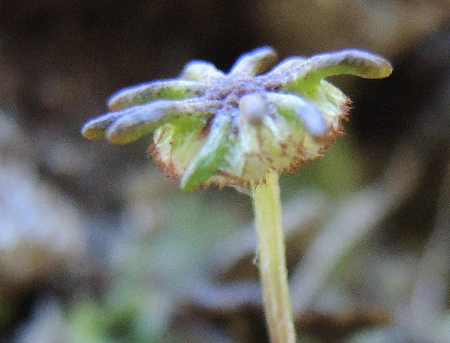 : Marchantia polymorpha.