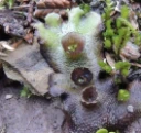 : Marchantia polymorpha.